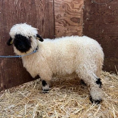 PV Emma 0637-846 - Ewe, 2025