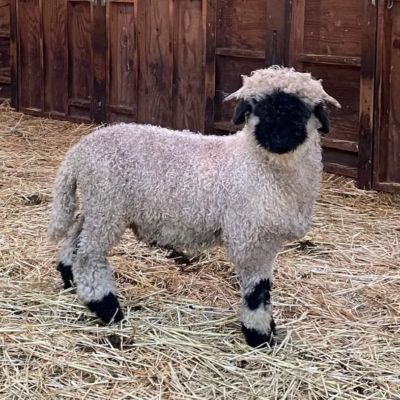 PV Edward 0662-858 - Ram, 2025