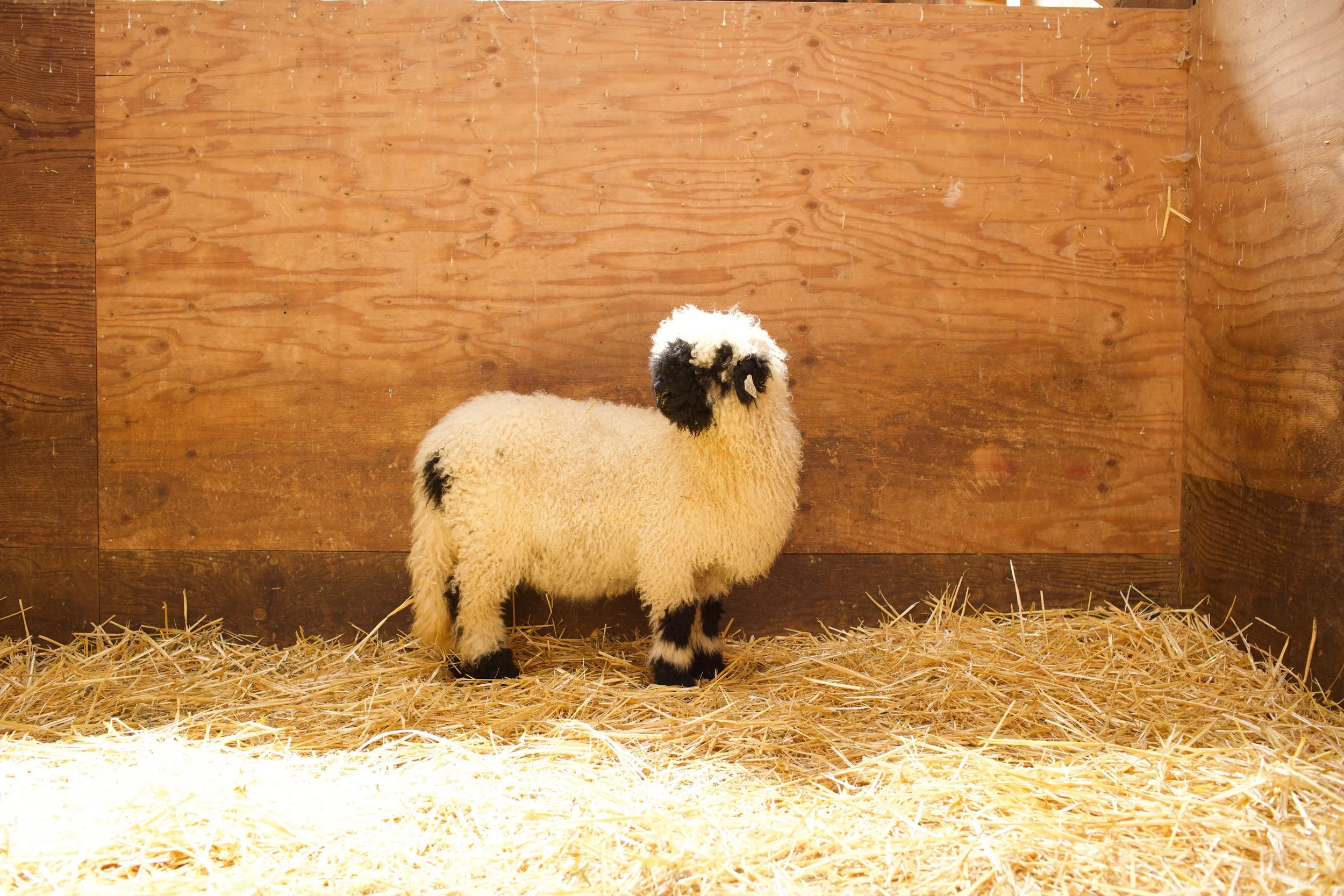 0650-852_PV_Ewe-lamb_4.jpeg