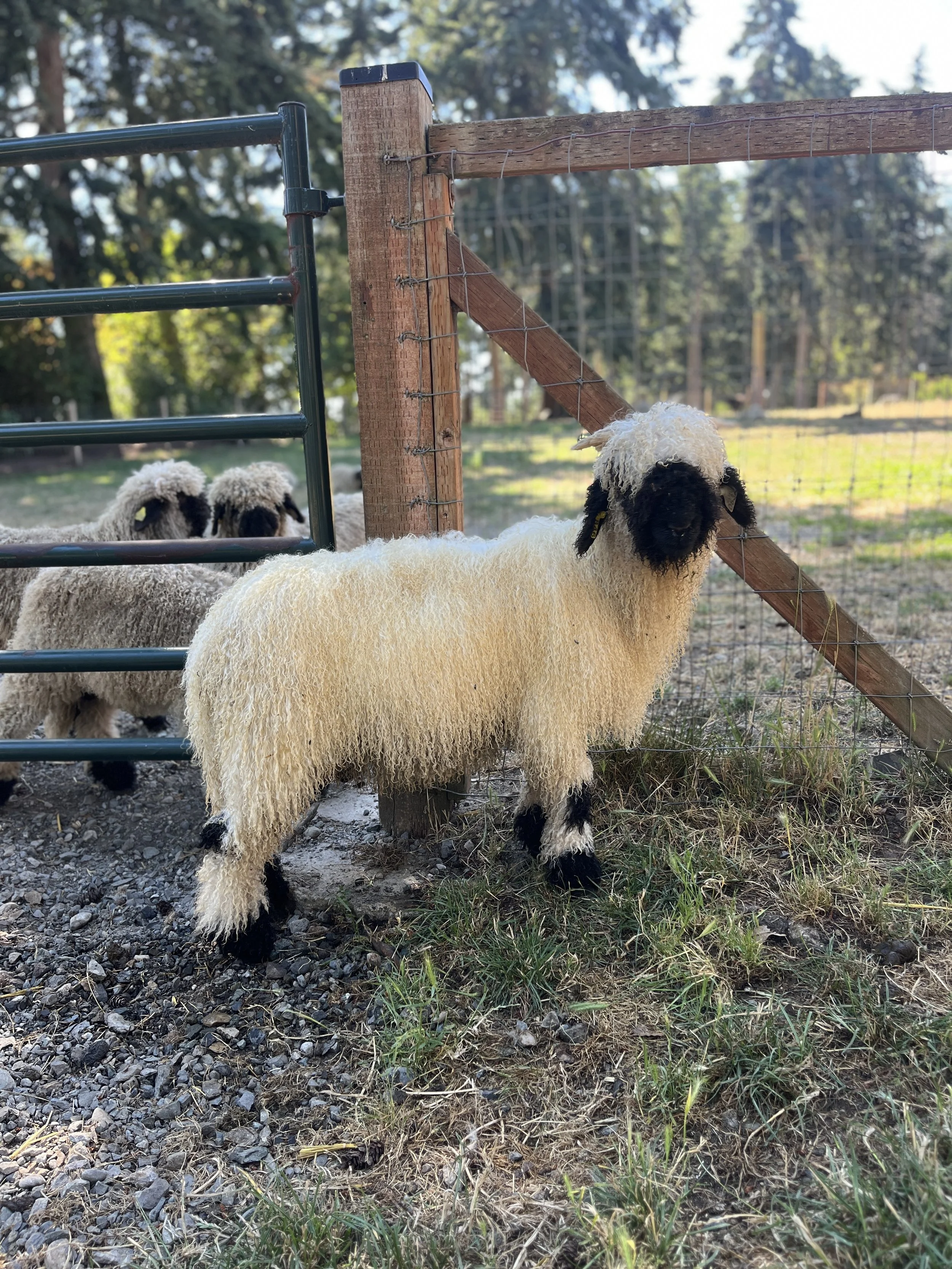846_PV_Ewe_07.jpg