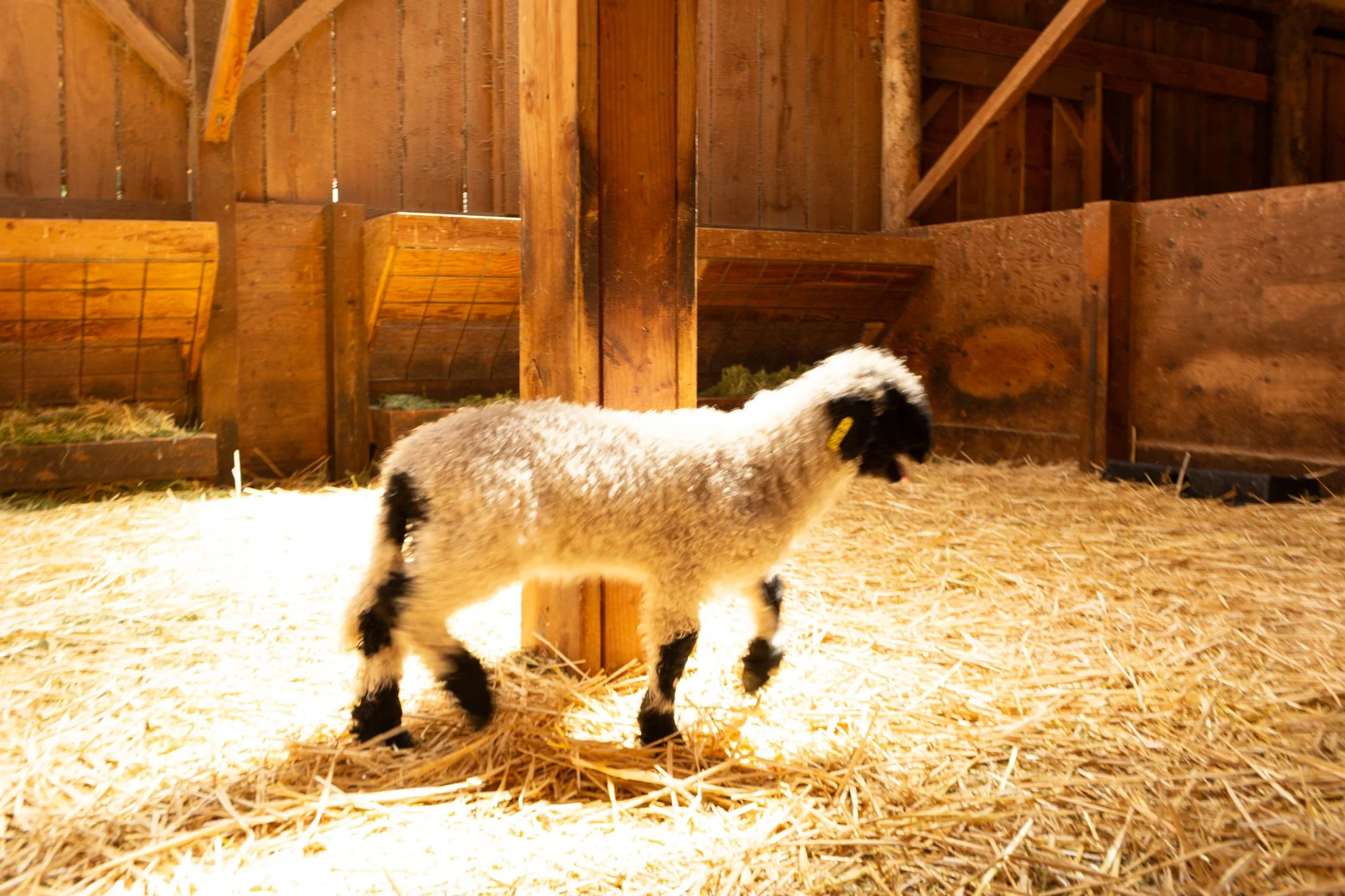 873_Fuschia_Ewe-Lamb_PV_2026-7.jpg