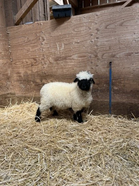 IMG_1431 Medium.jpeg