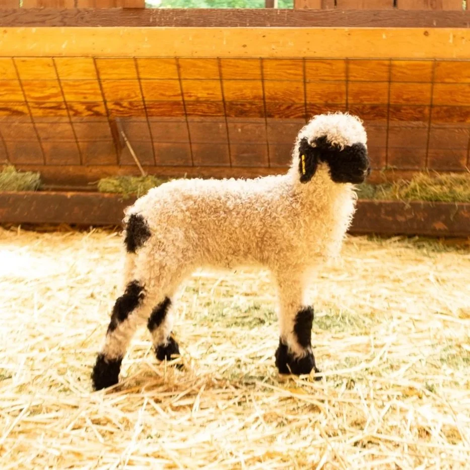 PV Flossy 877 - Ewe, 2026
