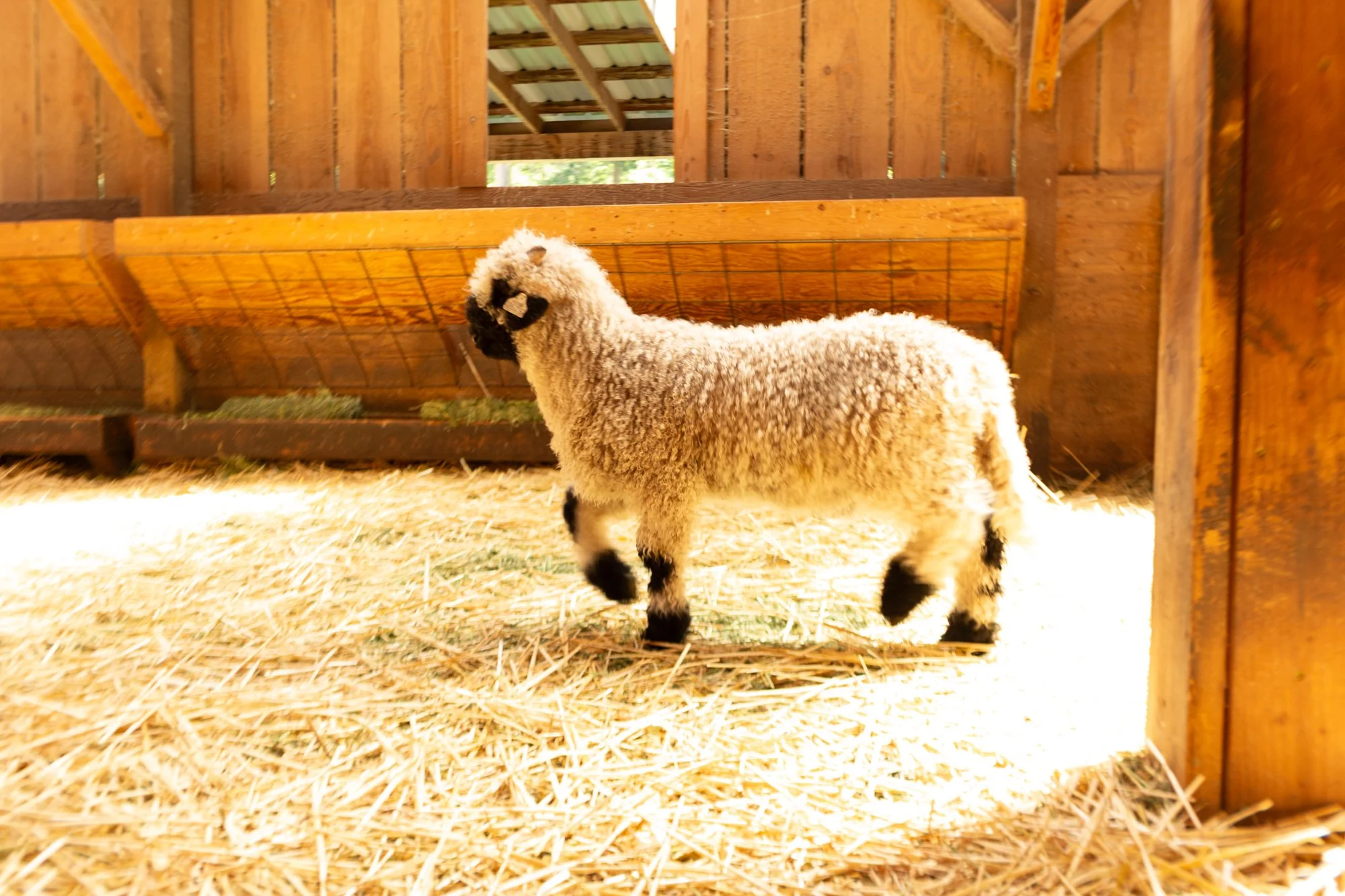 861_Finn_Ram-Lamb_Pure-Valais_2026-9.jpg