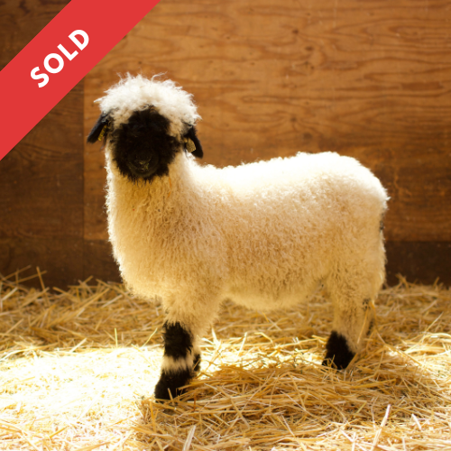 PV Endora 0650-852 - Ewe, 2025
