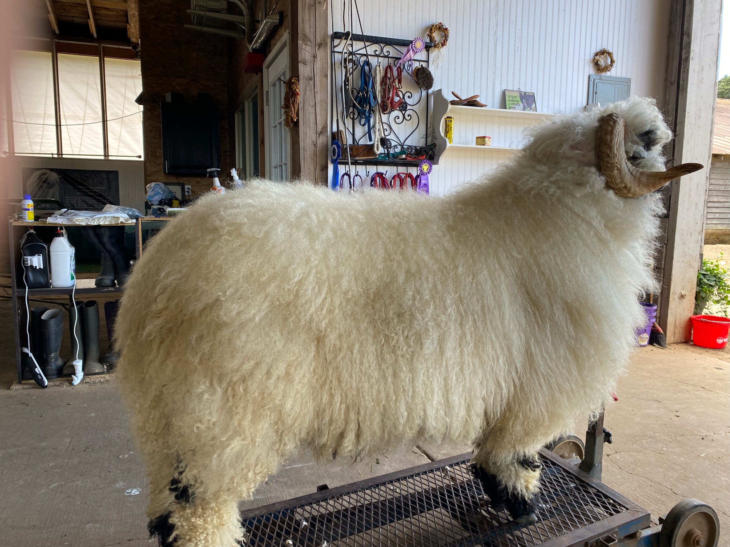 PV Amadeus 1448-015 - Ram, 2021 — Pure Valais Blacknose PV Amadeus 1448-015 - Ram, 2021 — Pure Valais Blacknose