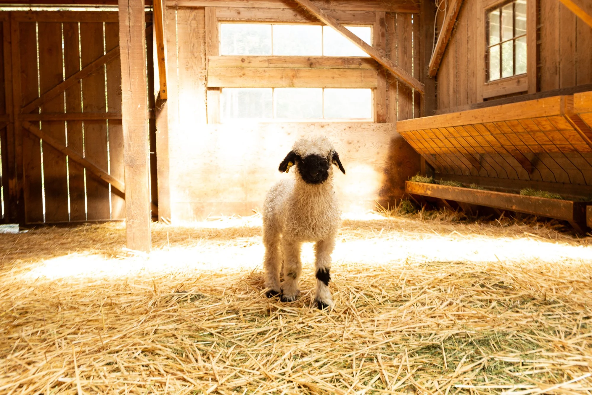 870_Fleur_Ewe-Lamb_PV_2026-6.jpg