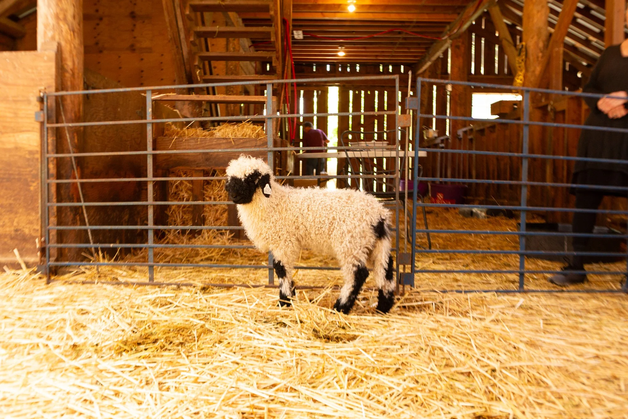 865_Florence_Ewe-Lamb_PV_2026-2.jpg