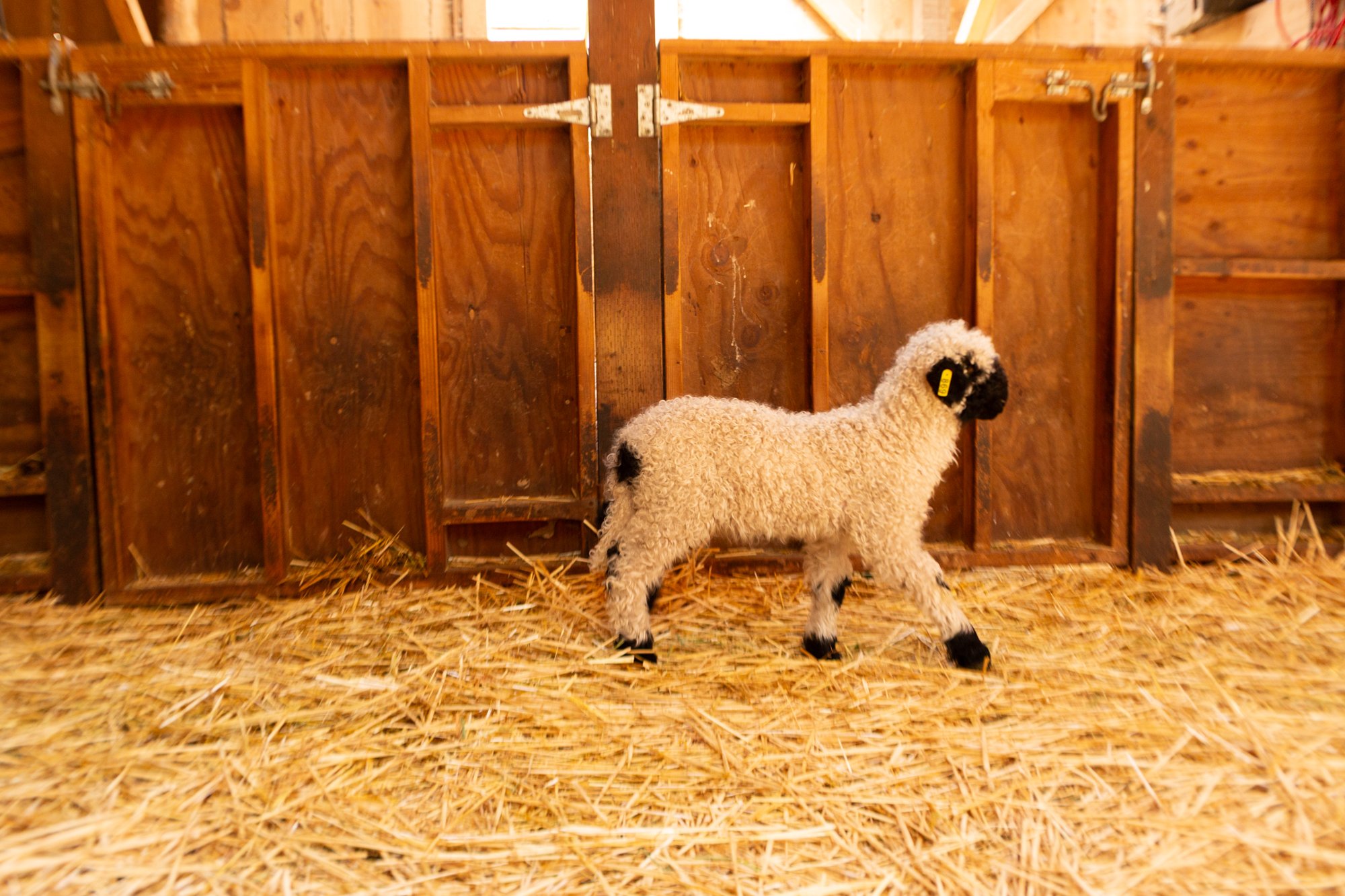 869_Francesca_Ewe-Lamb_PV_2026-6.jpg