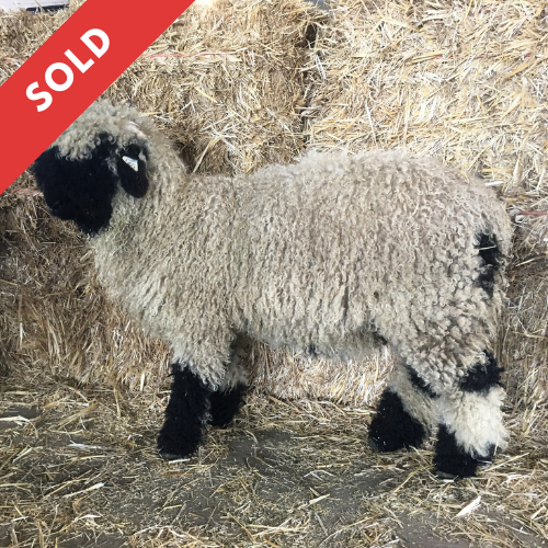 PV Alisium 1451-011 - Ewe, 2021