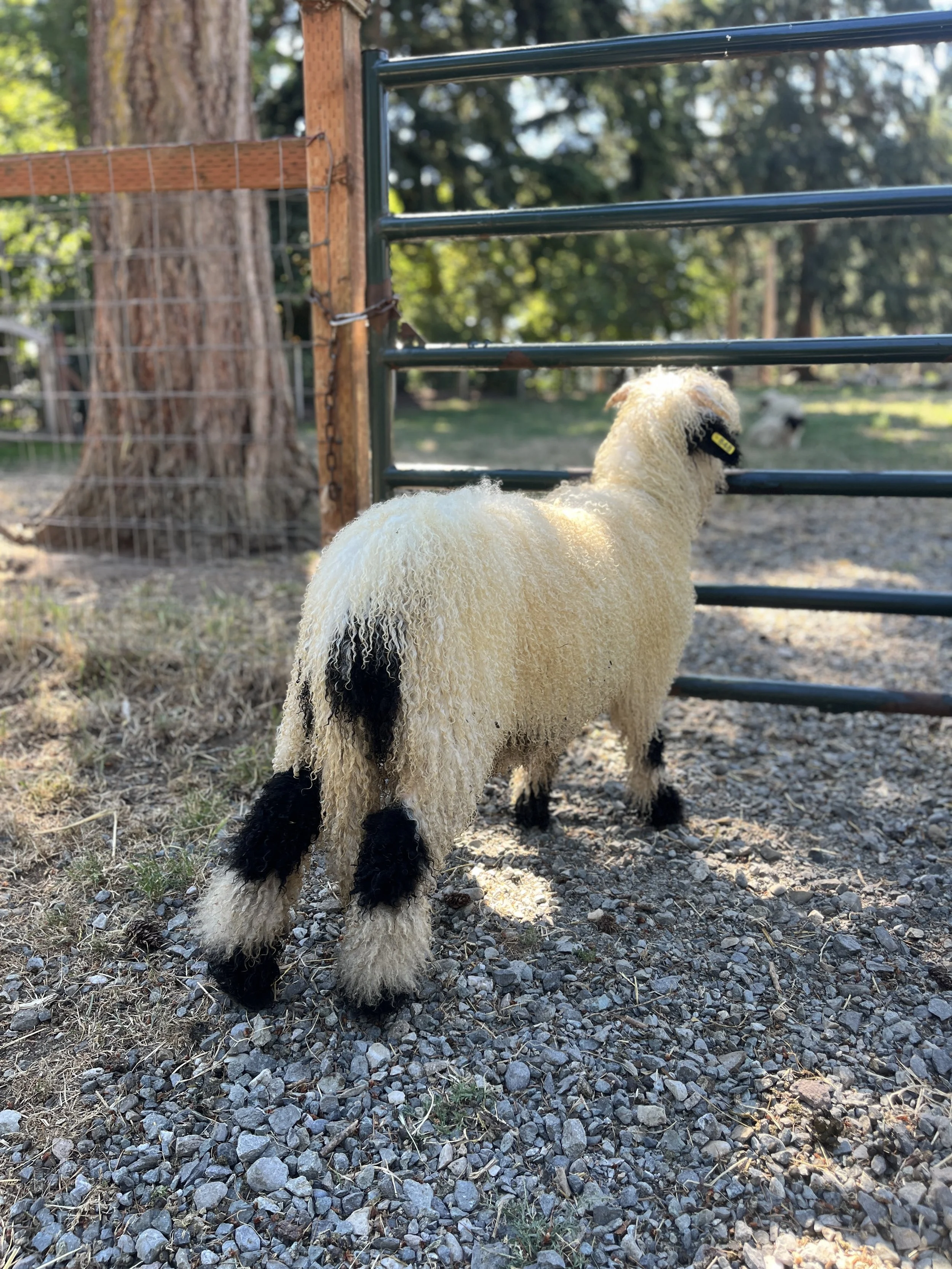 848_PV_Ewe_42.jpg