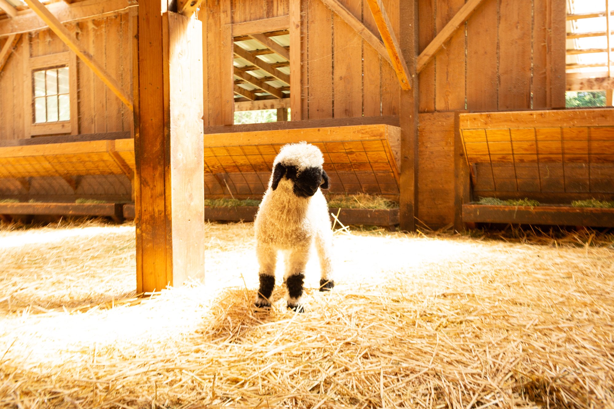 874_Falstaff_Ram-Lamb_PV_2026-3.jpg