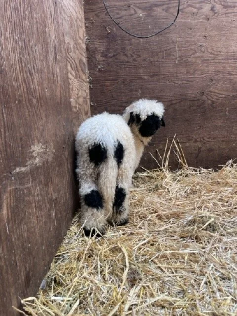 IMG_1390 Medium.jpeg