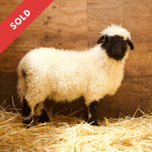 PV Eloise 0645-849 - Ewe, 2025