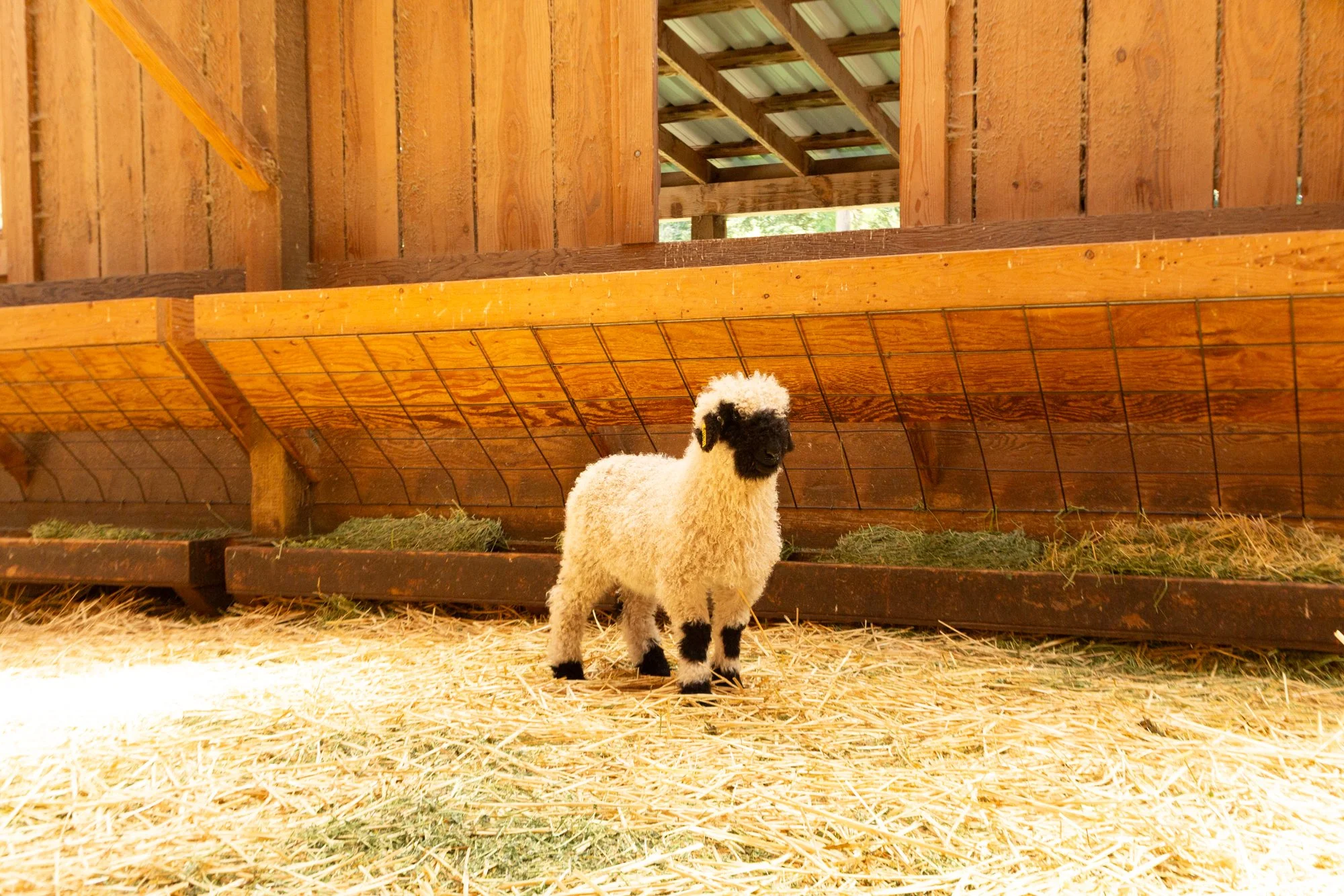 860_Felicia_Ewe-Lamb_Pure-Valais_2026-5.jpg