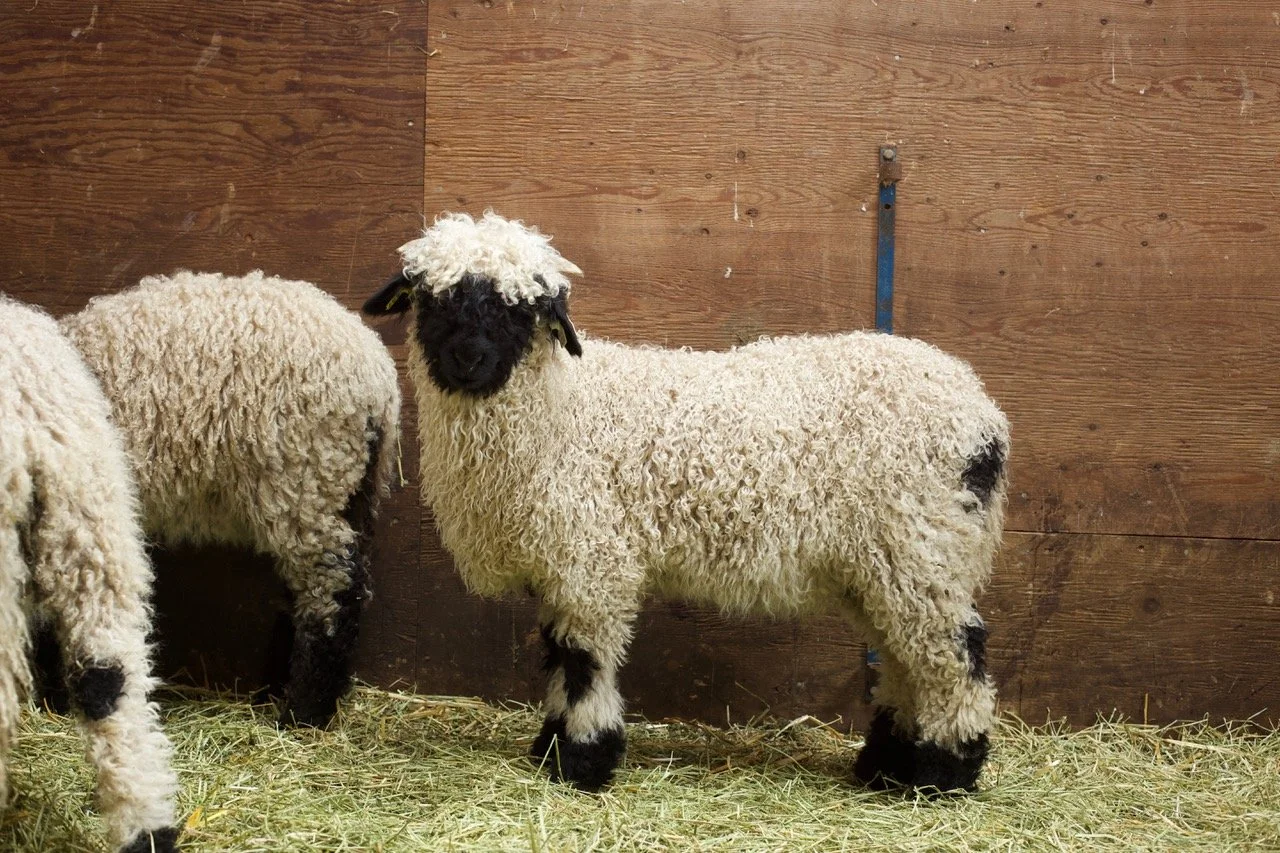 13_0484_837_Demeter_Ewe_PV_1 (1).jpeg