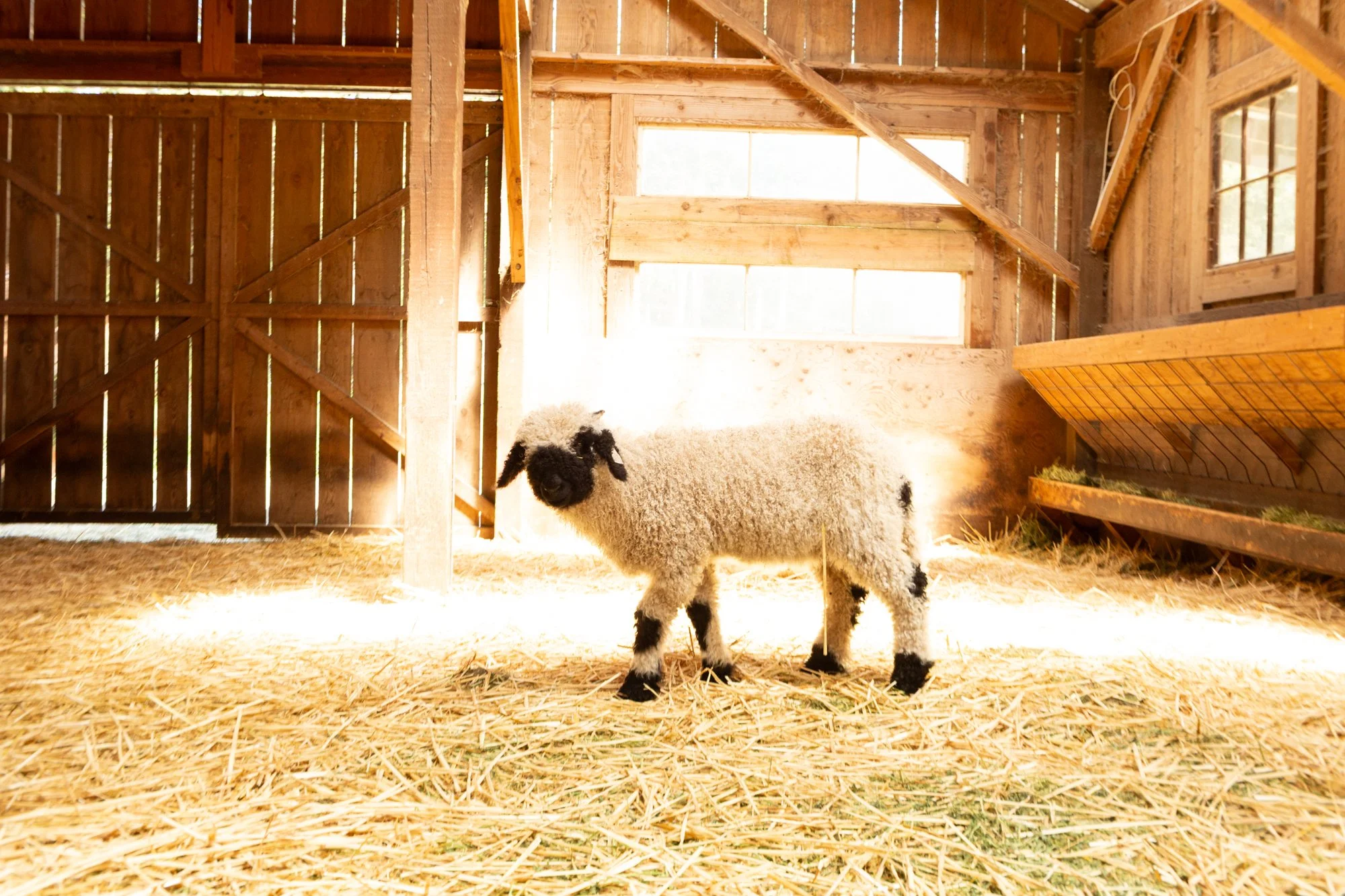 864_Florette_Ewe-Lamb_PV_2026-4.jpg