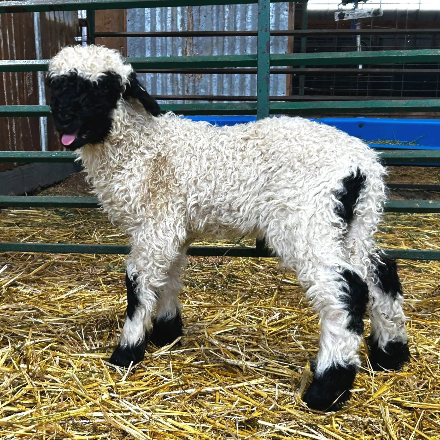 PV 2264-986 - Ewe, 2025