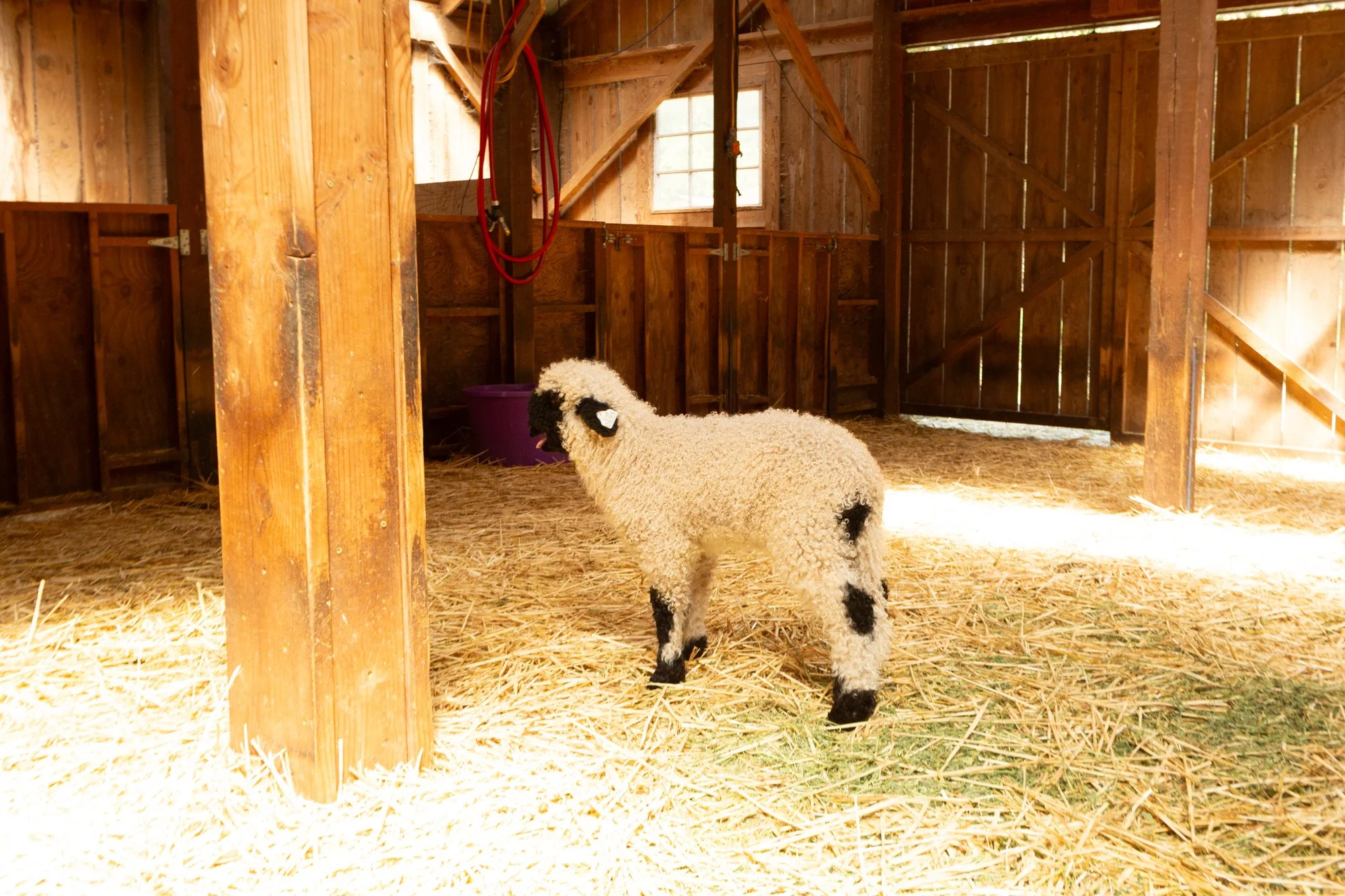 871_Frida_Ewe-Lamb_PV_2026-5.jpg