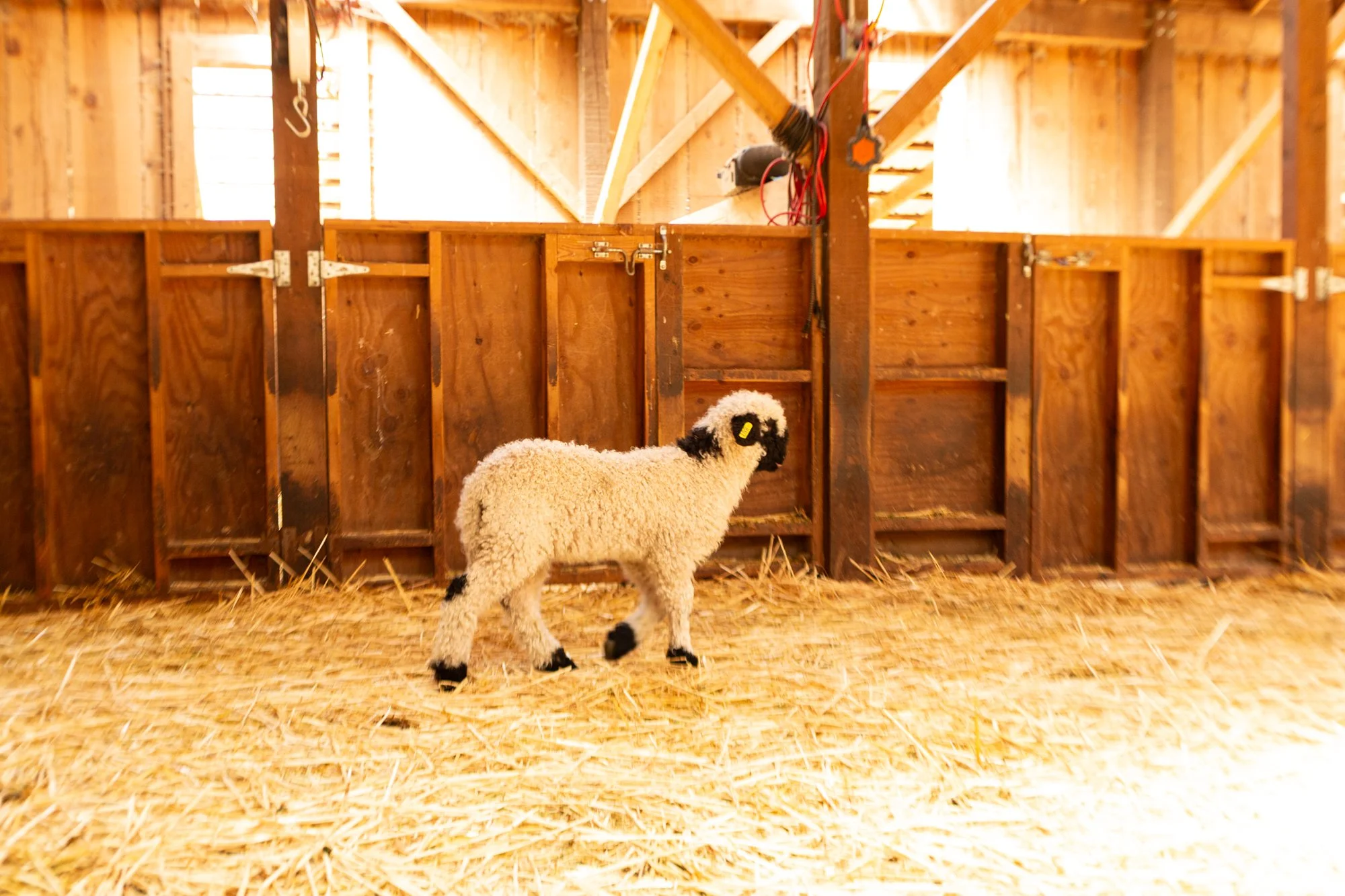 867_Fresia_Ewe-Lamb_PV_2026-9.jpg