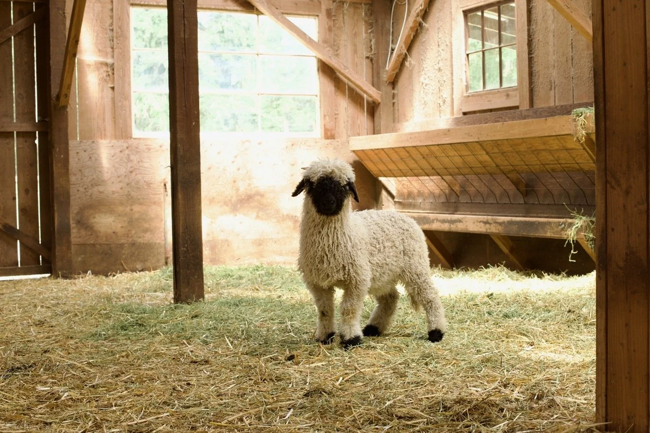 6_0476_829  _Demelza_Ewe_PV_2.jpeg