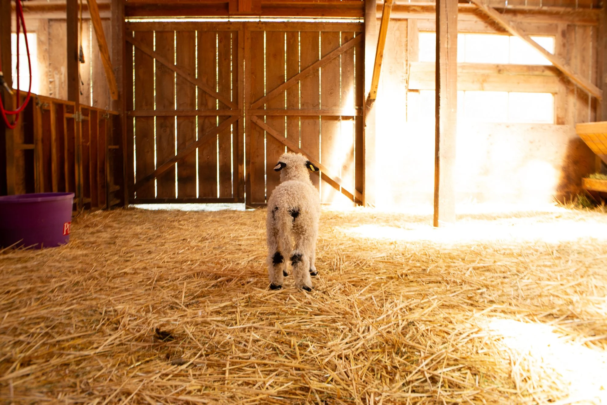 870_Fleur_Ewe-Lamb_PV_2026-2.jpg