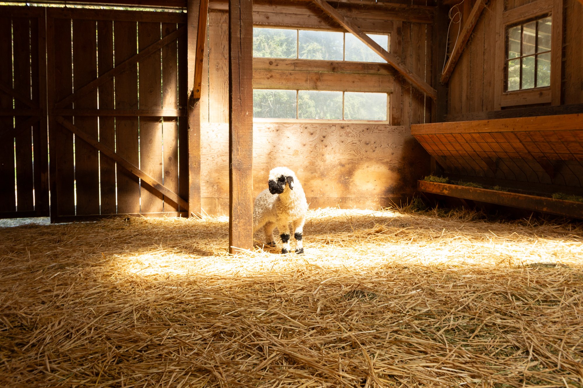 868_Flora_Ewe-Lamb_PV_2026-4.jpg