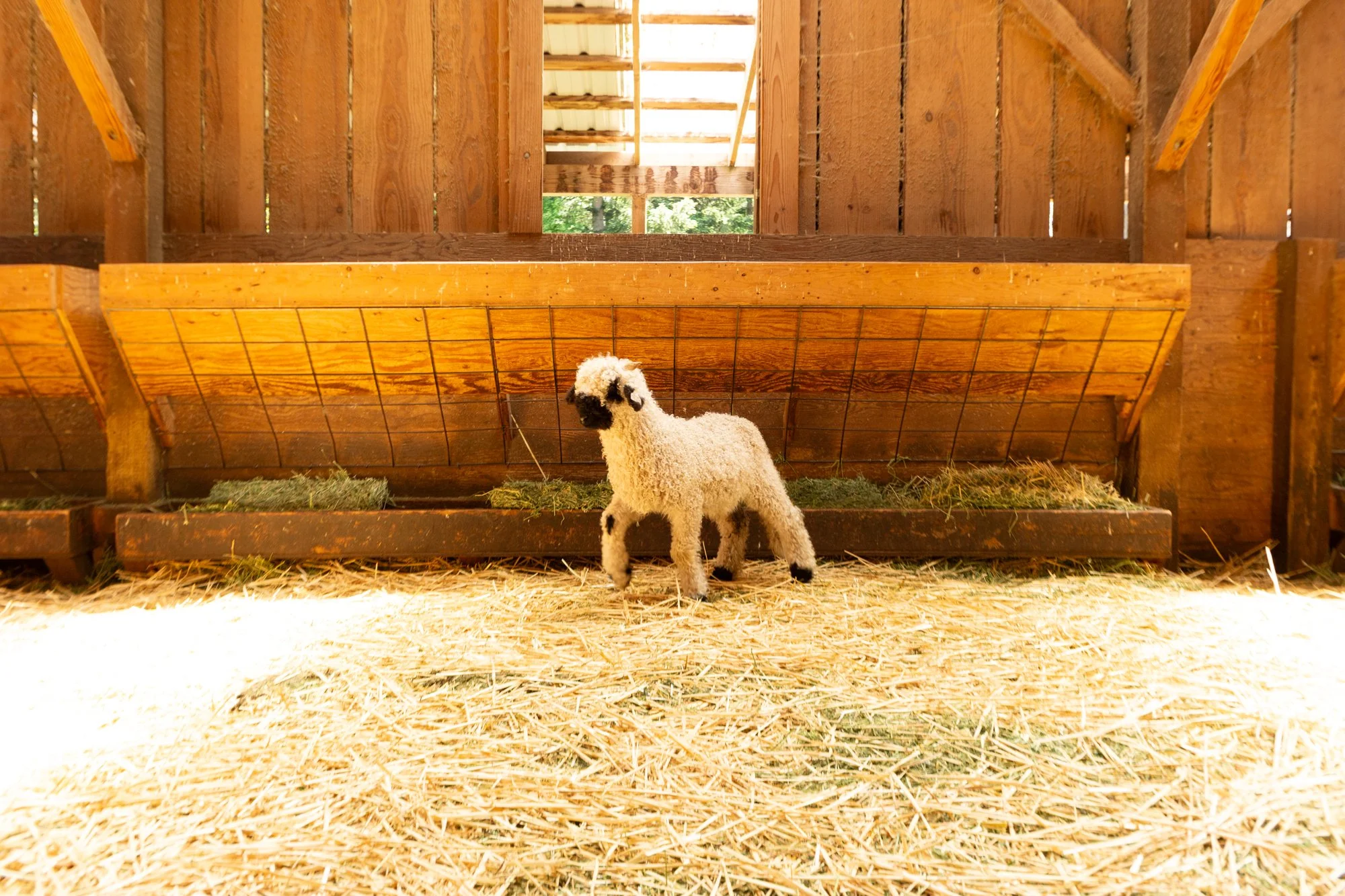 859_Franz_Wether-Lamb_PV_2026-6.jpg