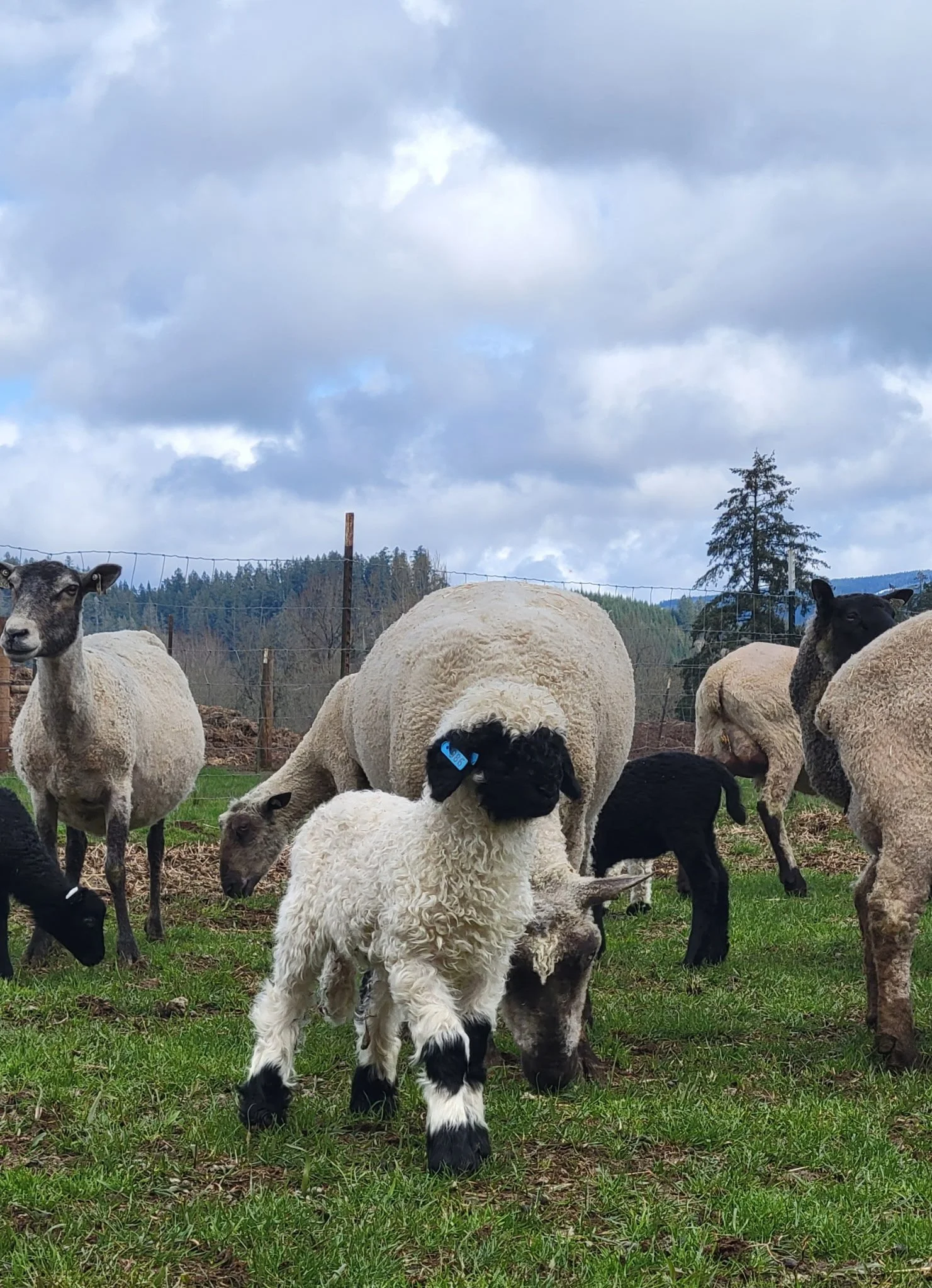 6534584139387686985 2.JPG