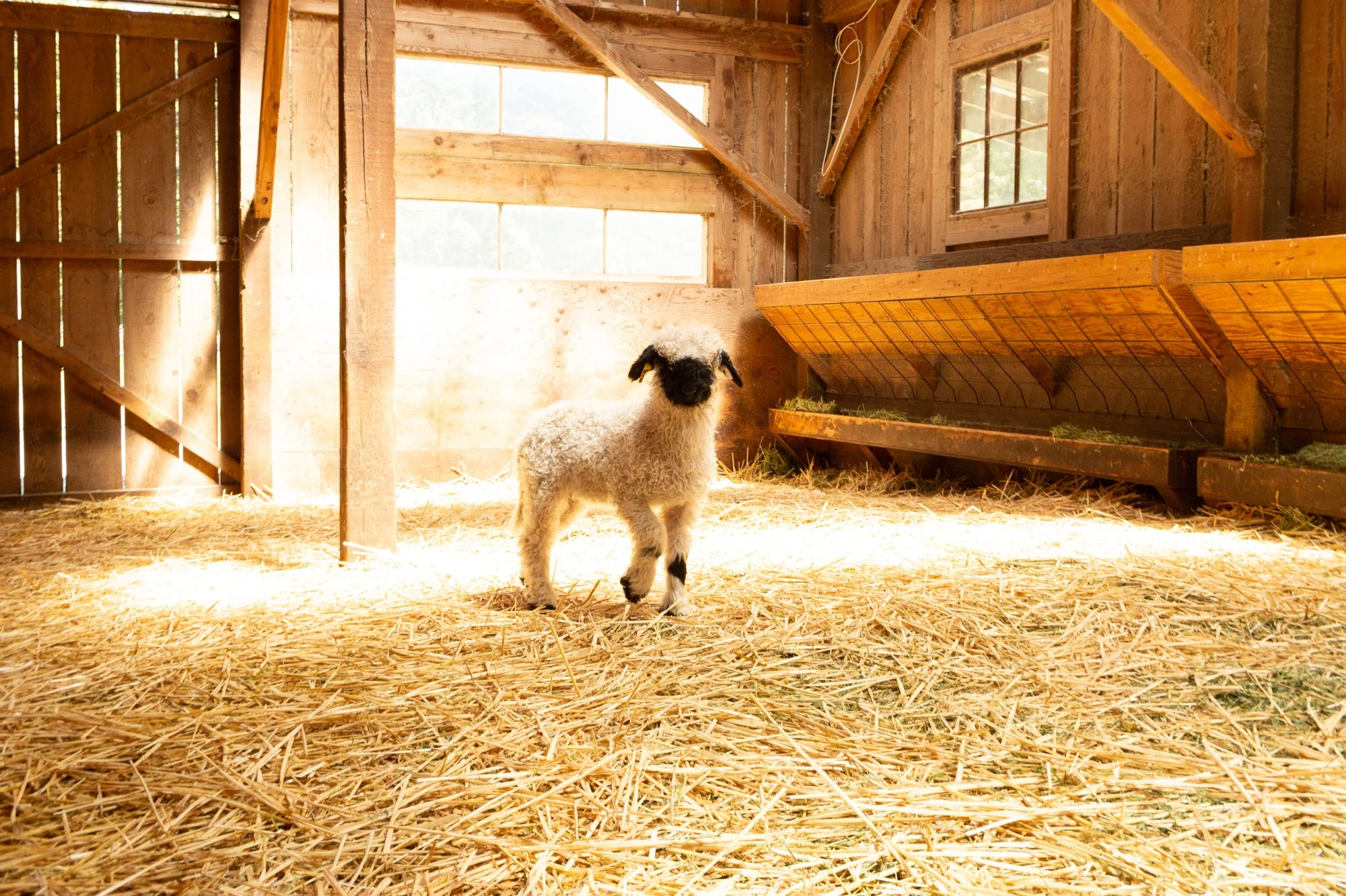 870_Fleur_Ewe-Lamb_PV_2026-4.jpg