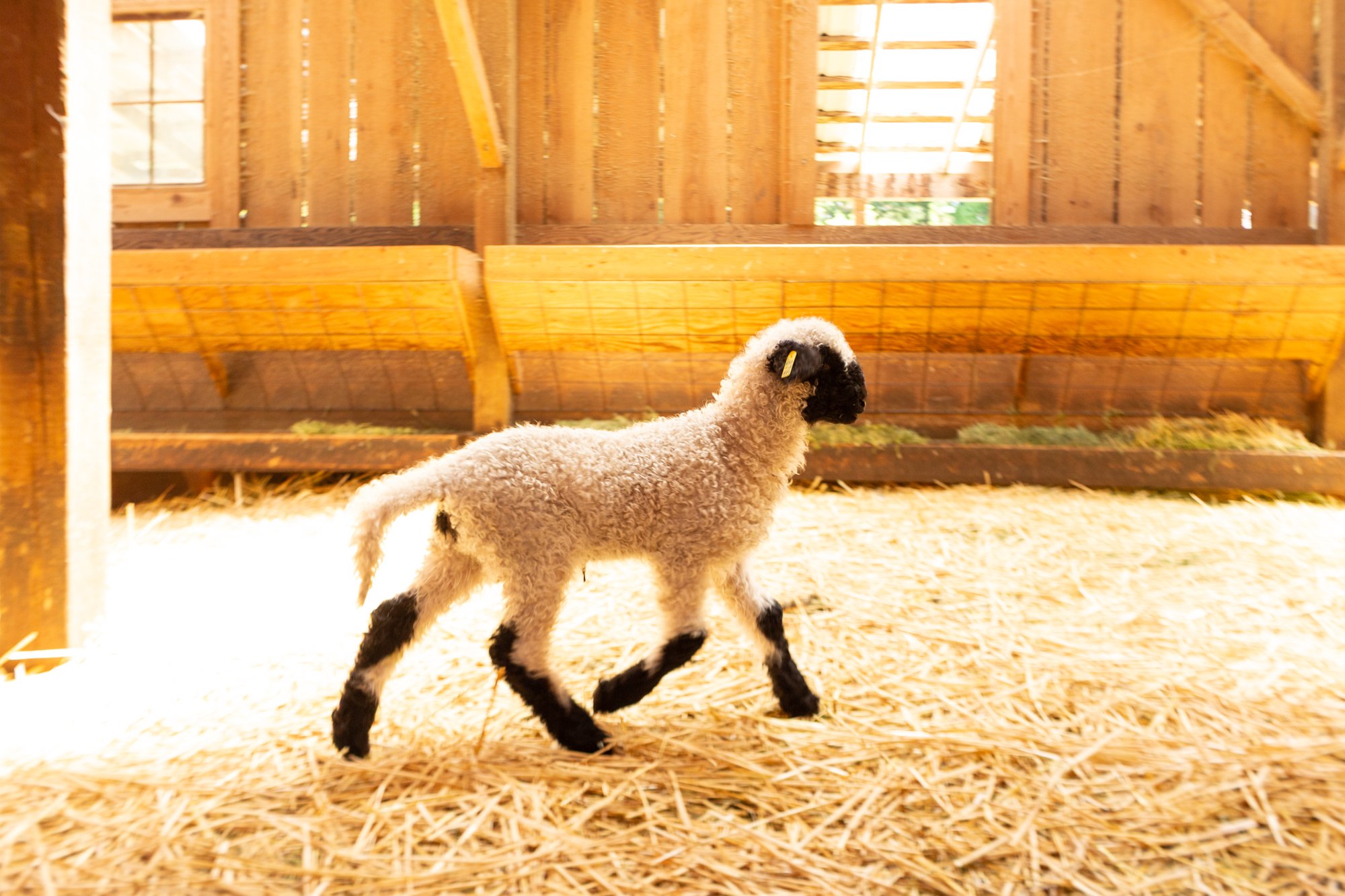 876_Felipe_Wether-Lamb_PV_2026-6.jpg