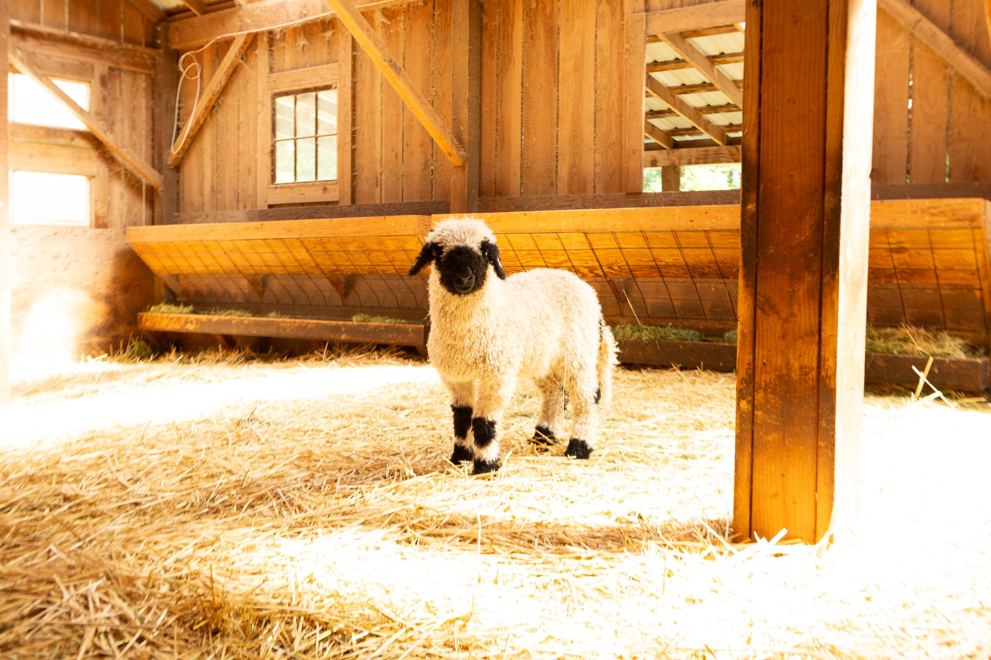 864_Florette_Ewe-Lamb_PV_2026-2.jpg