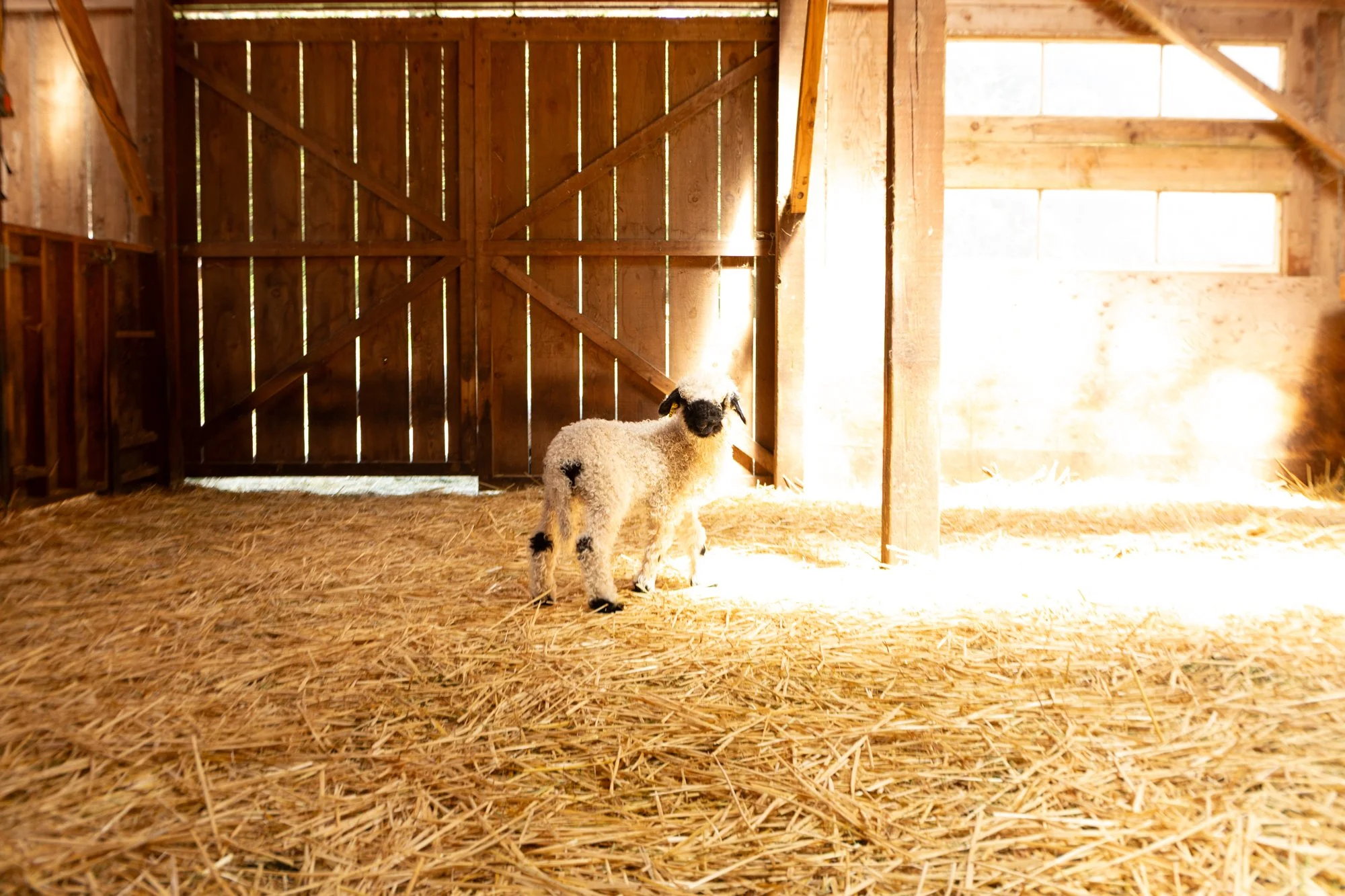 870_Fleur_Ewe-Lamb_PV_2026-3.jpg