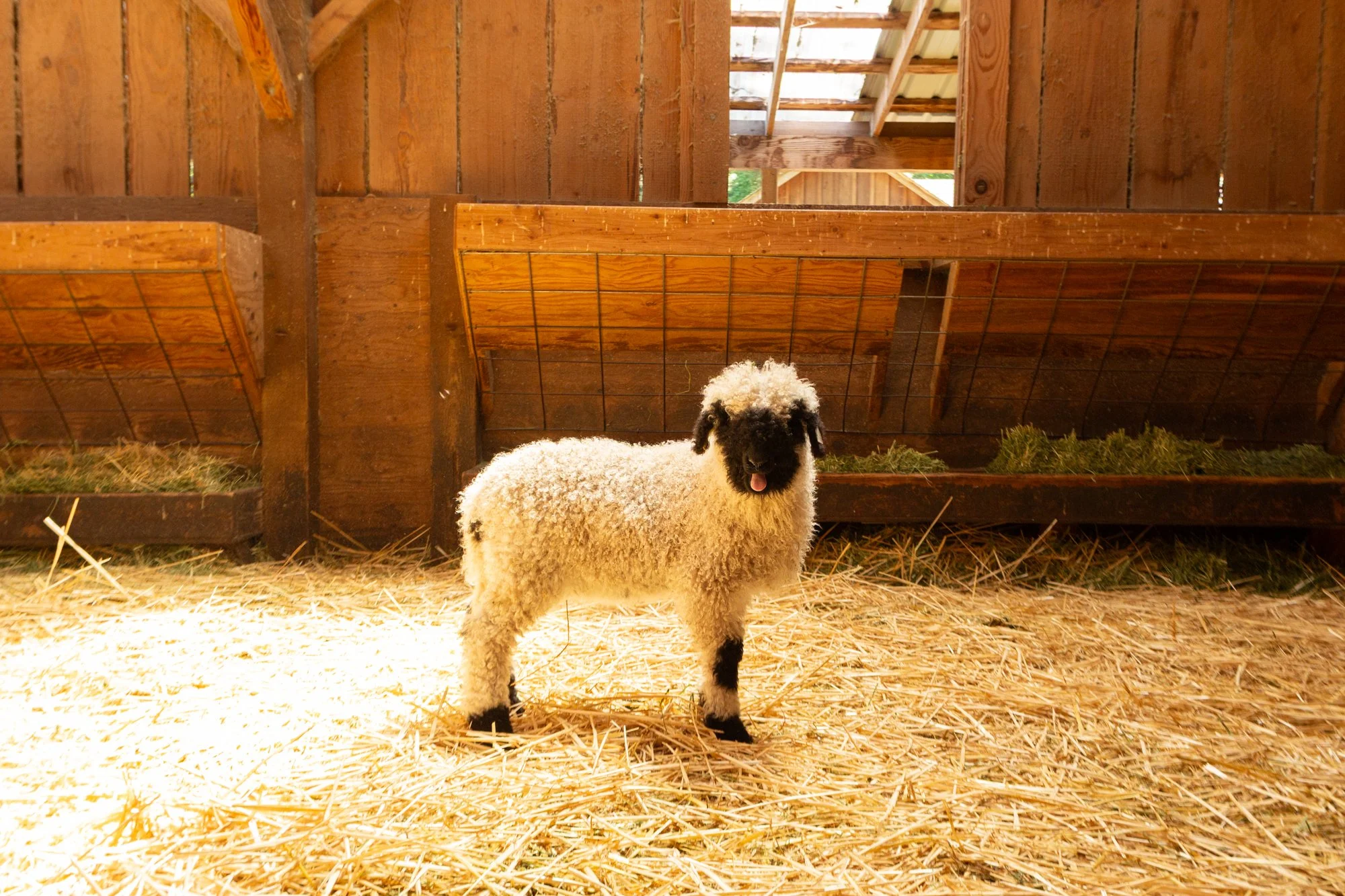 860_Felicia_Ewe-Lamb_Pure-Valais_2026-2.jpg