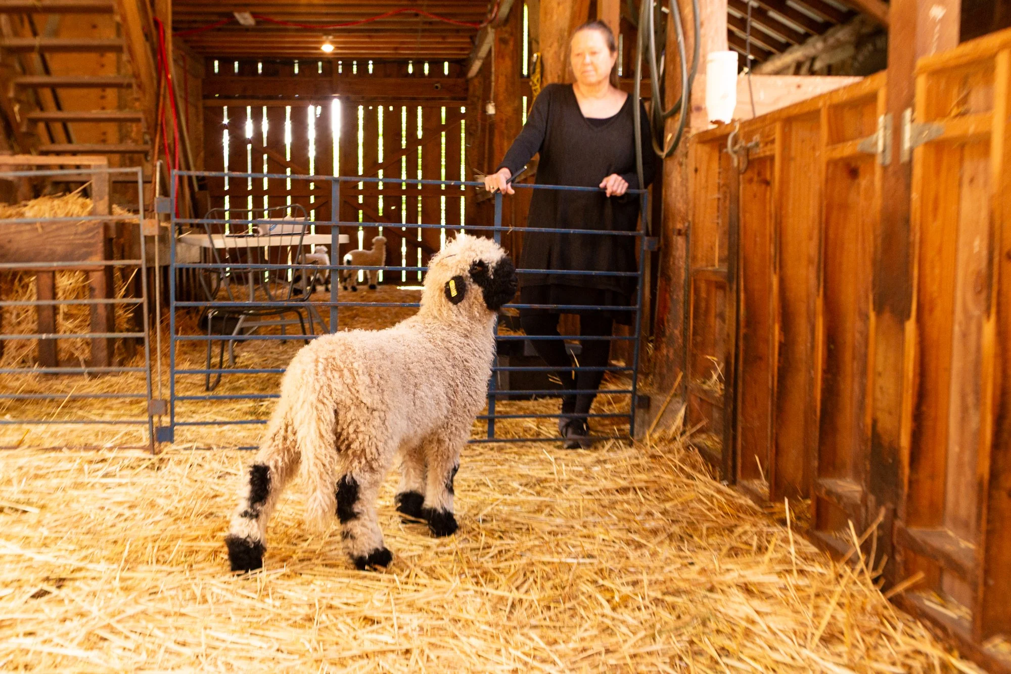 861_Finn_Ram-Lamb_Pure-Valais_2026-10.jpg