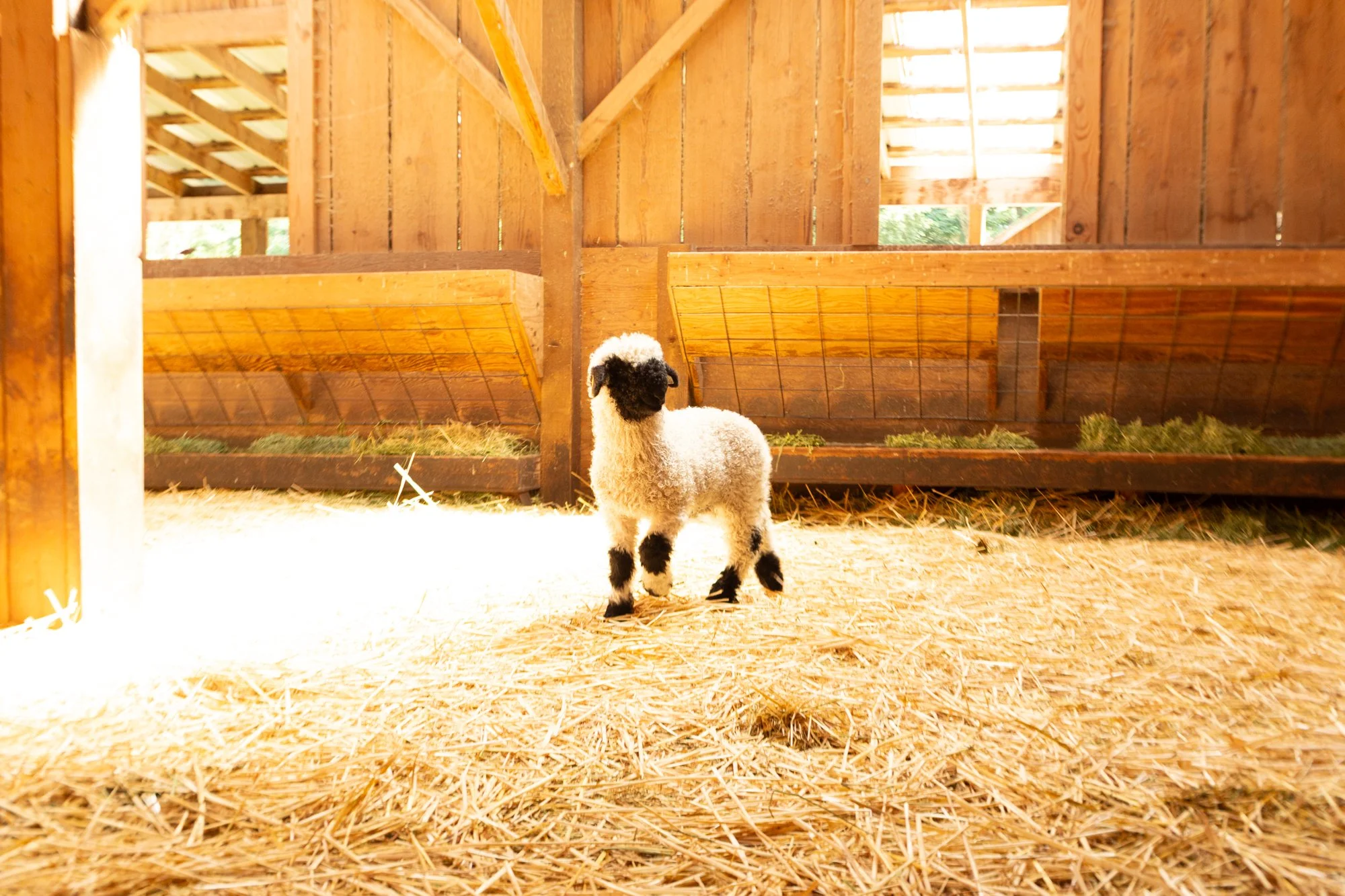 877_Forrest_Ram-Lamb_PV_2026-3.jpg
