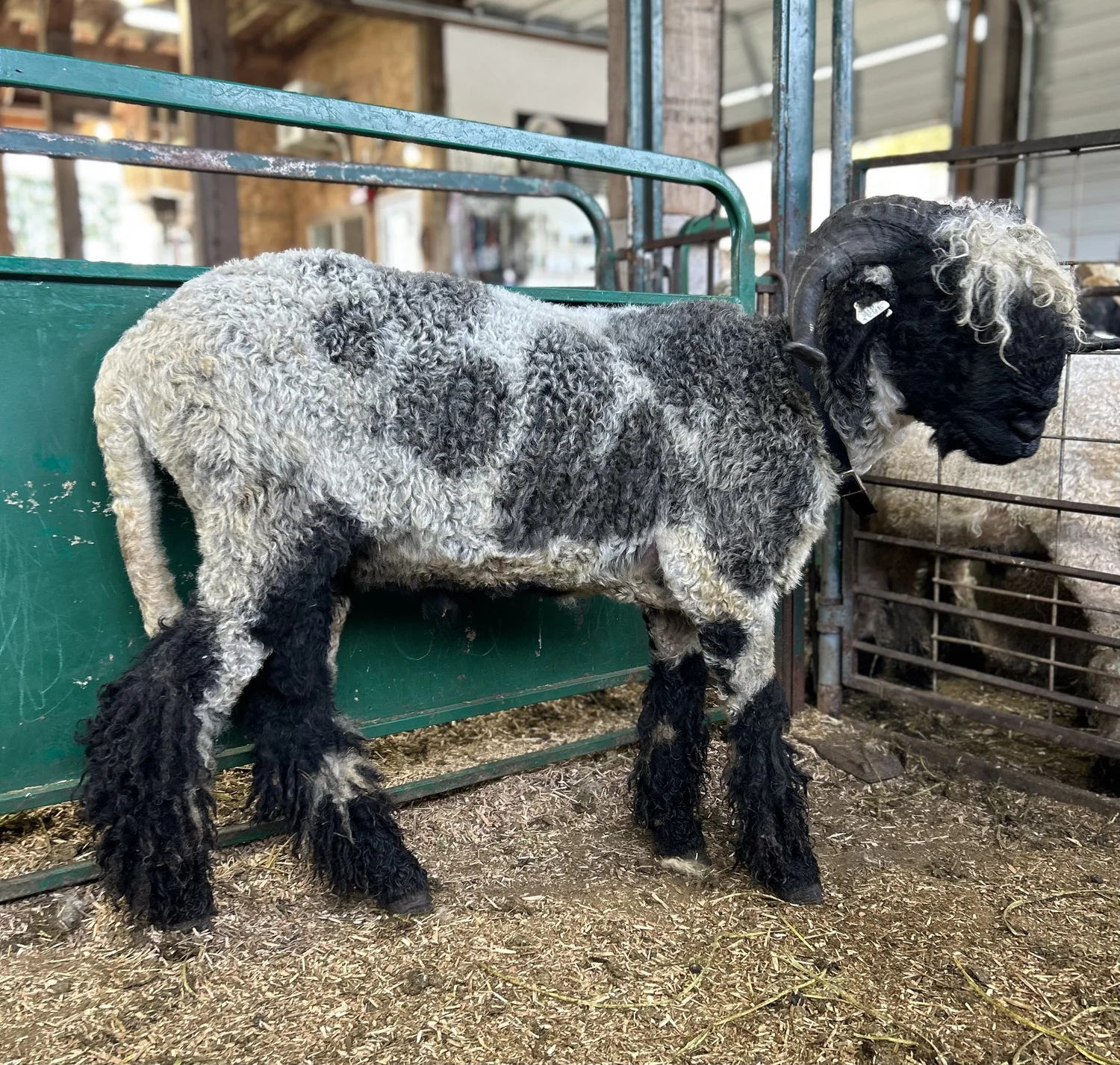 PV Bold As Brass 1598-Y81 - Ram, 2022 — Pure Valais Blacknose PV Bold As Brass 1598-Y81 - Ram, 2022 — Pure Valais Blacknose