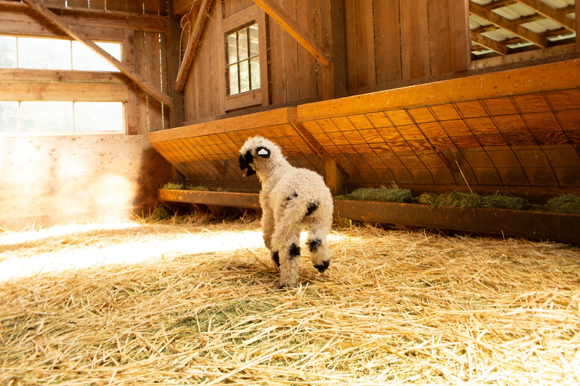 870_Fleur_Ewe-Lamb_PV_2026-8.jpg