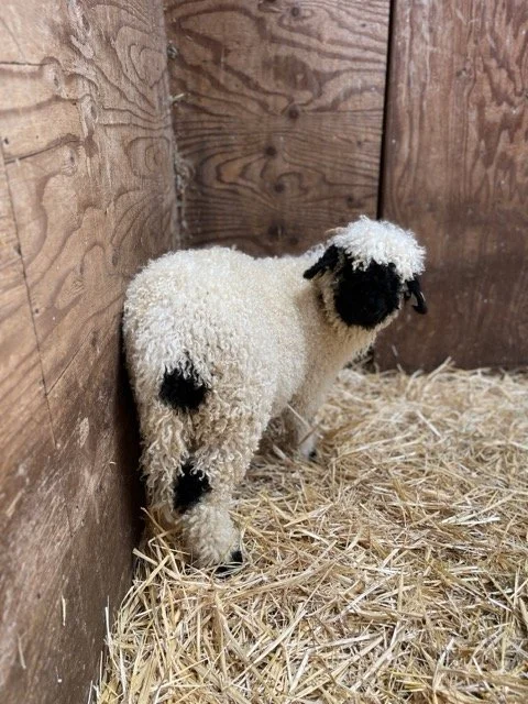 IMG_1467 Medium.jpeg