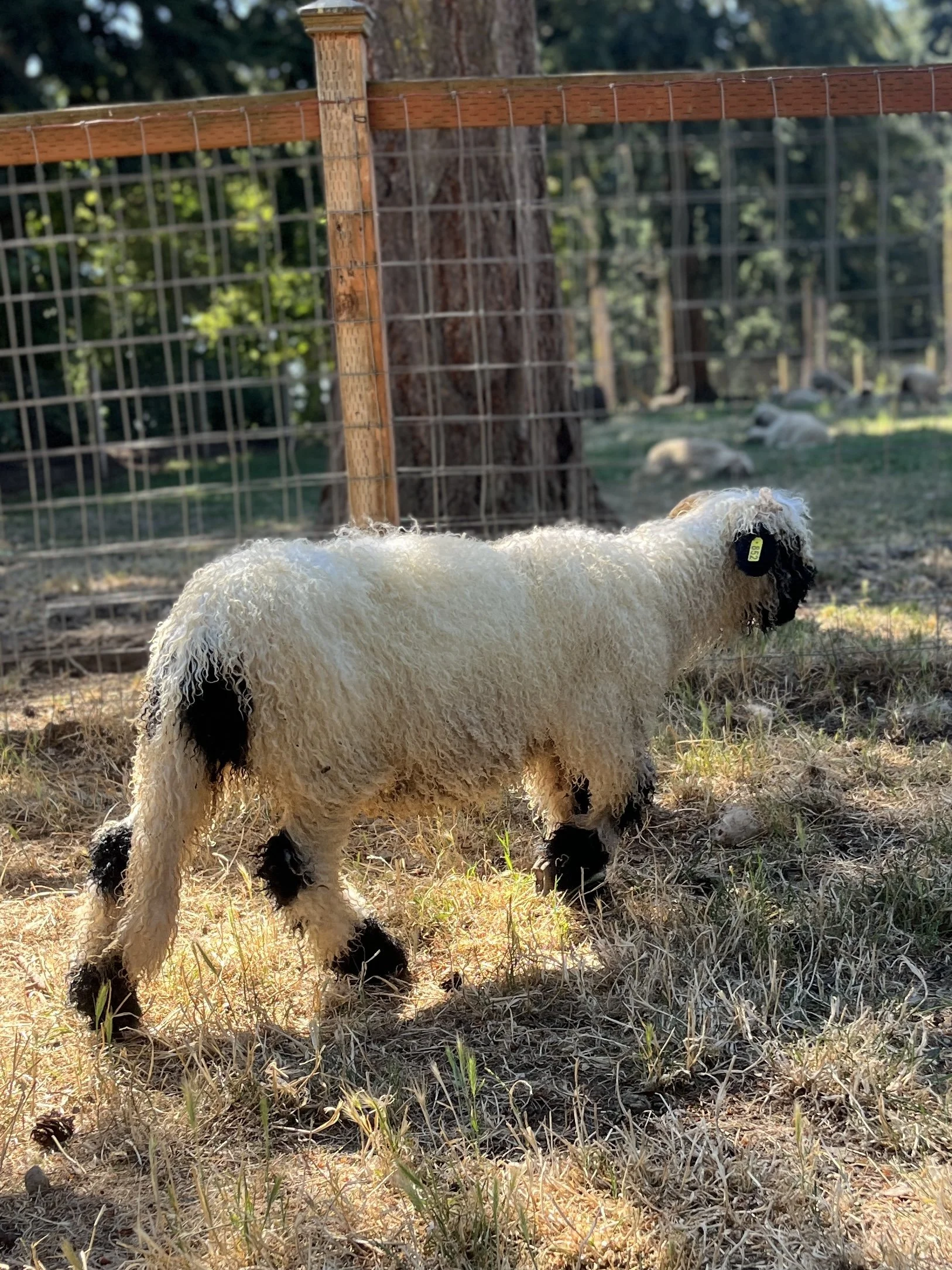 852_PV_Ewe_68.jpg