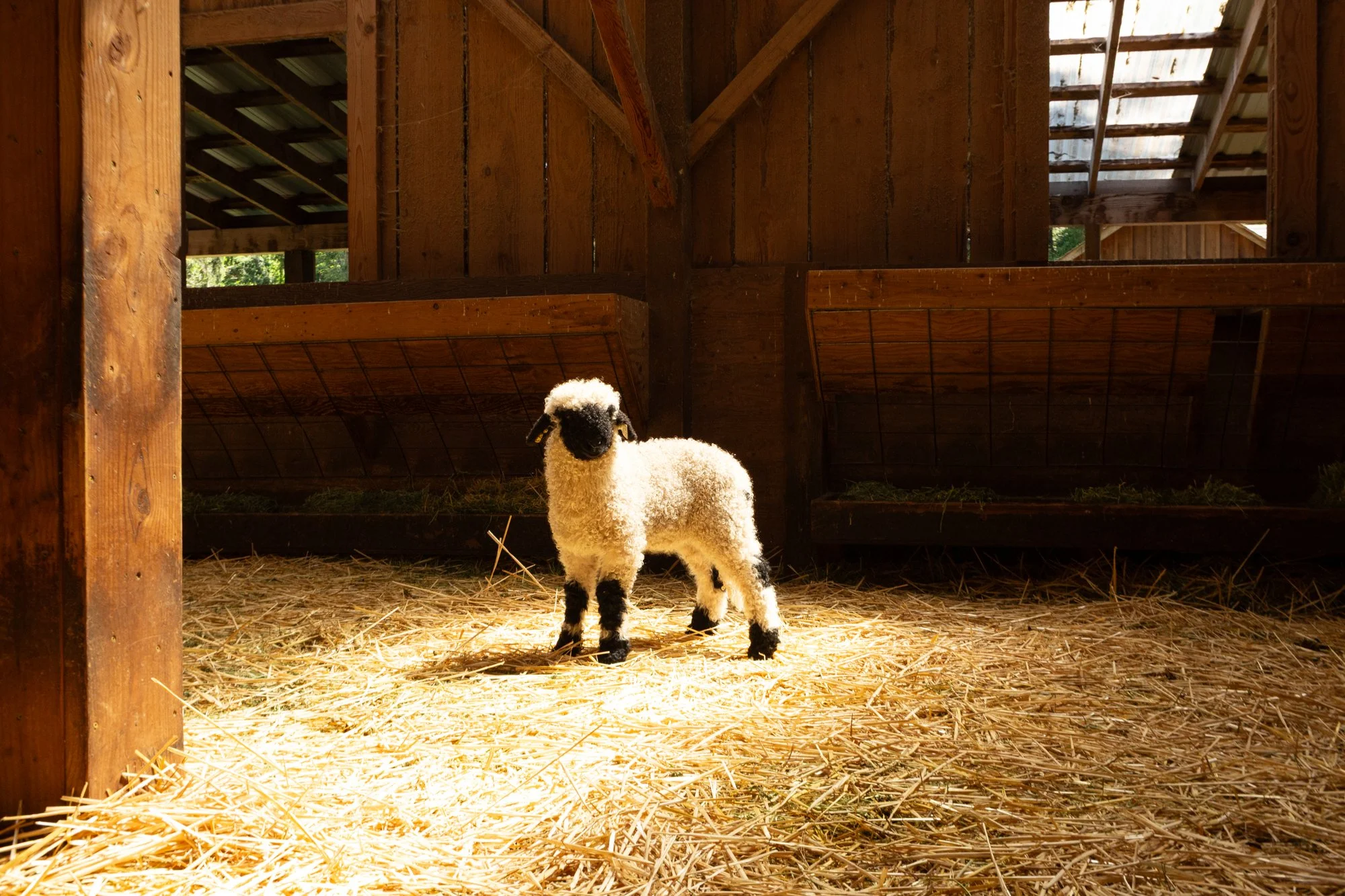 871_Frida_Ewe-Lamb_PV_2026-2.jpg