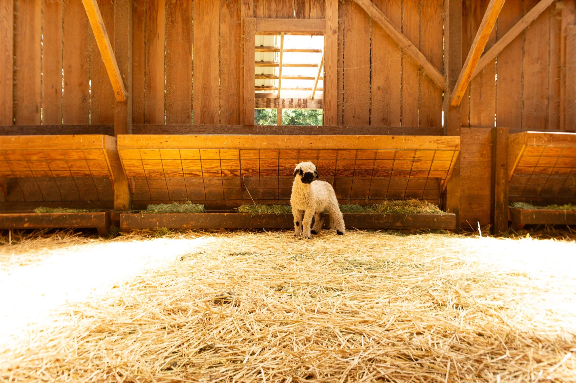 859_Franz_Wether-Lamb_PV_2026-5.jpg
