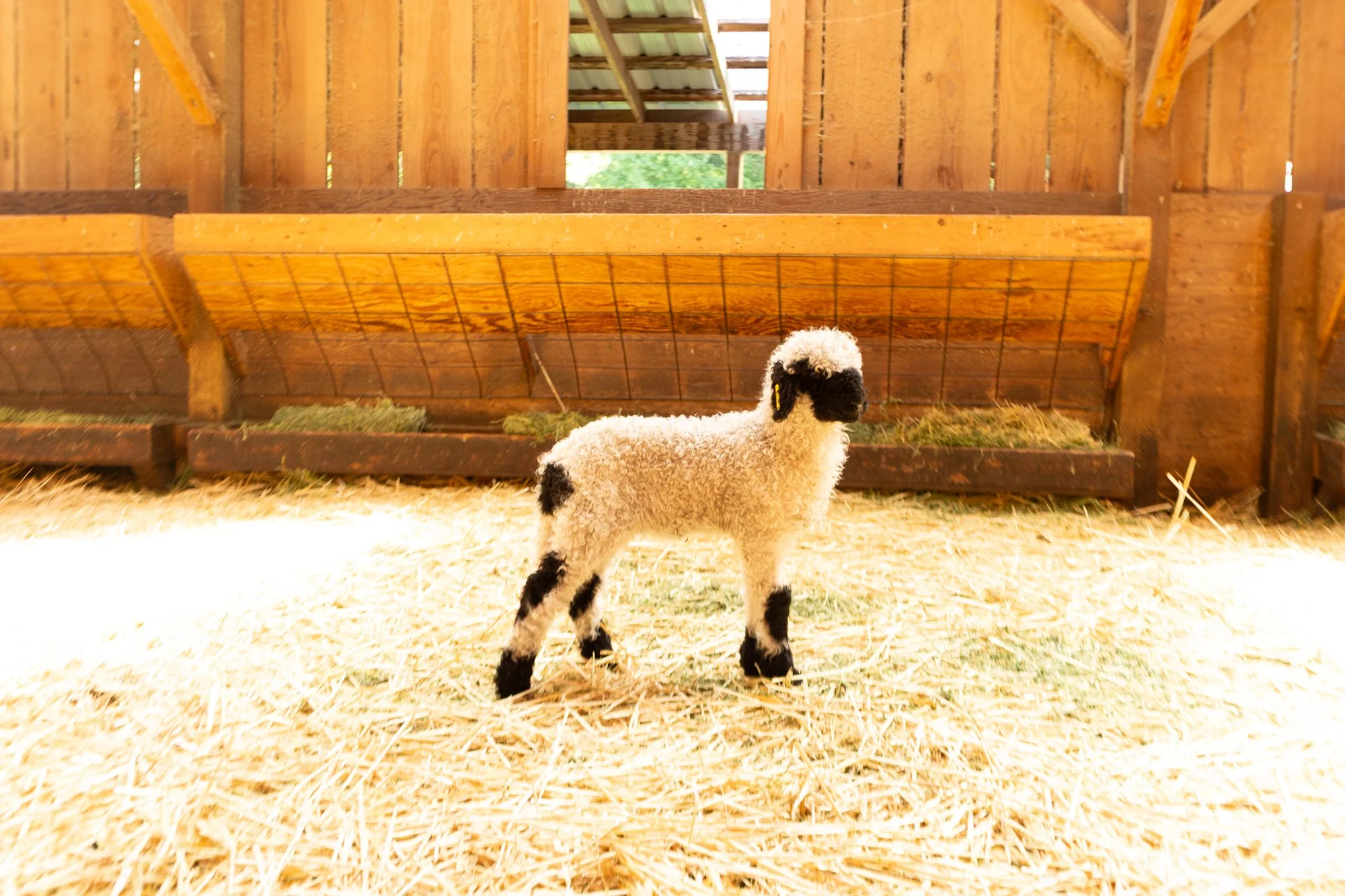 877_Flossy_Ewe-Lamb_PV_2026-6.jpg