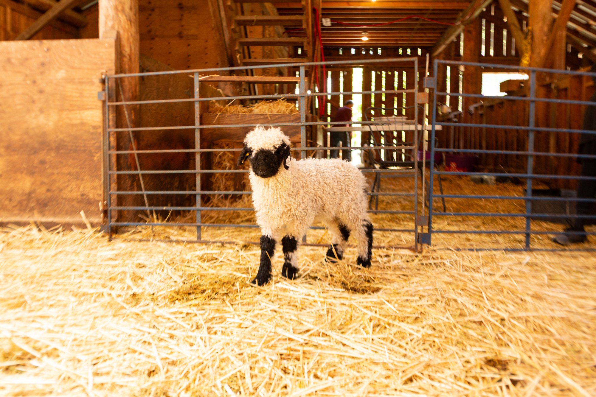 865_Florence_Ewe-Lamb_PV_2026-3.jpg