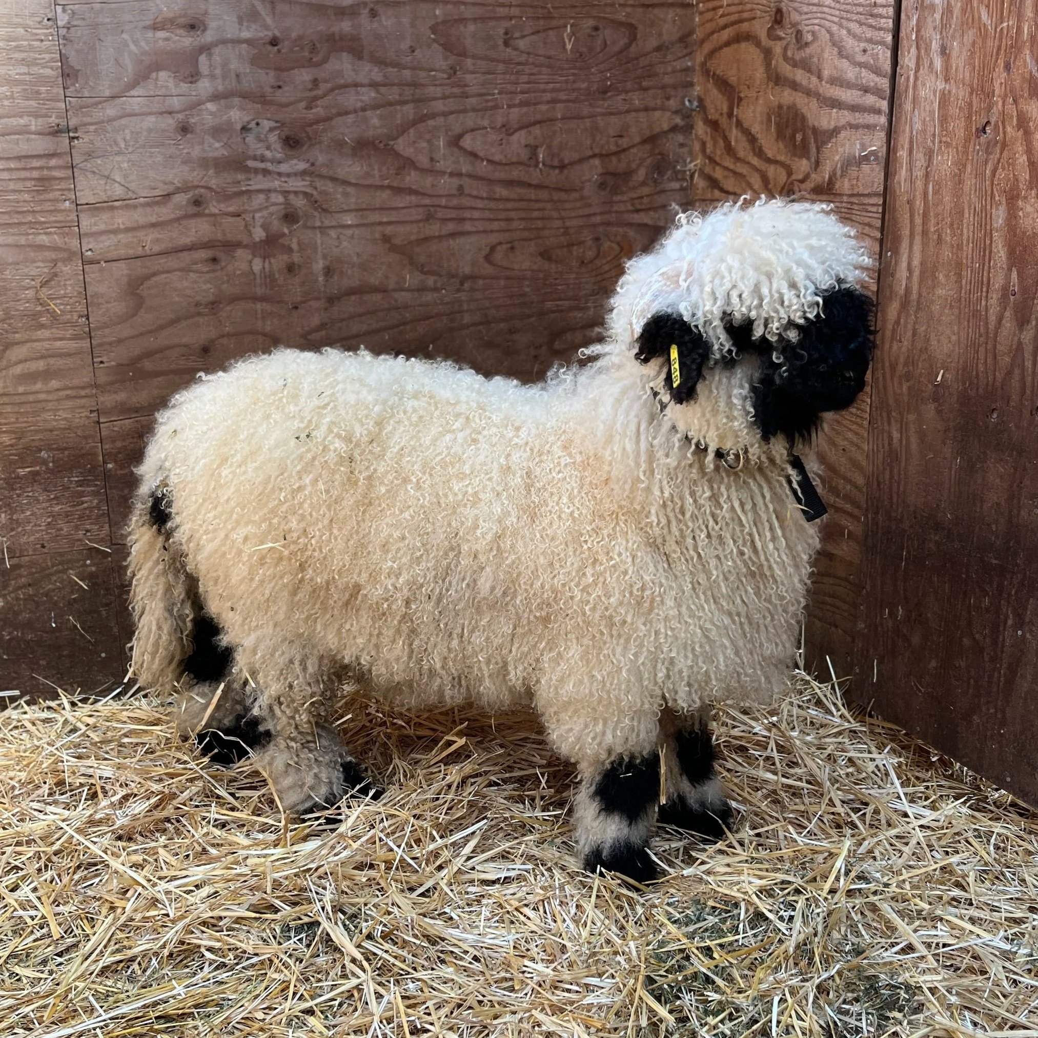 PV Elsbeth 0639-848 - Ewe, 2025