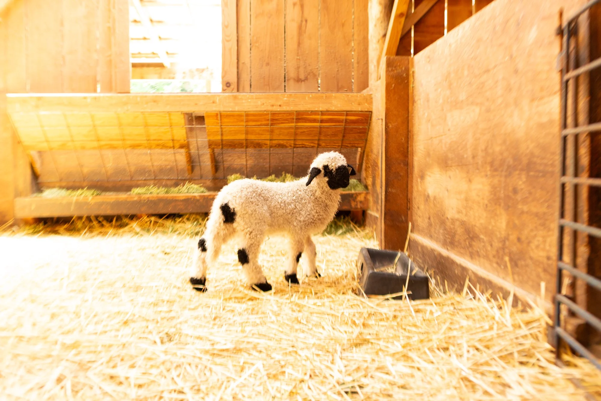 866_Freya_Ewe-Lamb_PV_2026-1.jpg