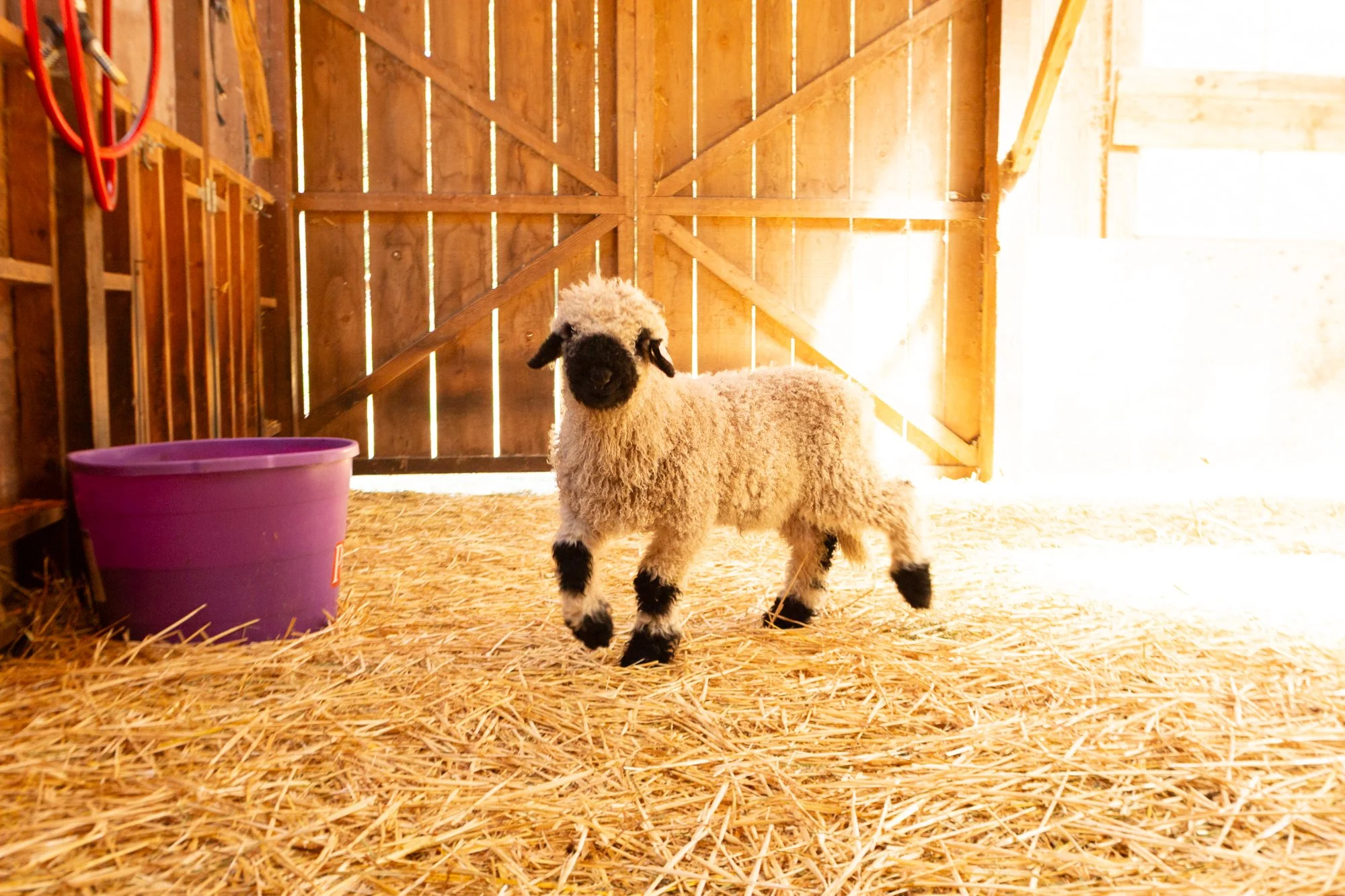 861_Finn_Ram-Lamb_Pure-Valais_2026-4.jpg