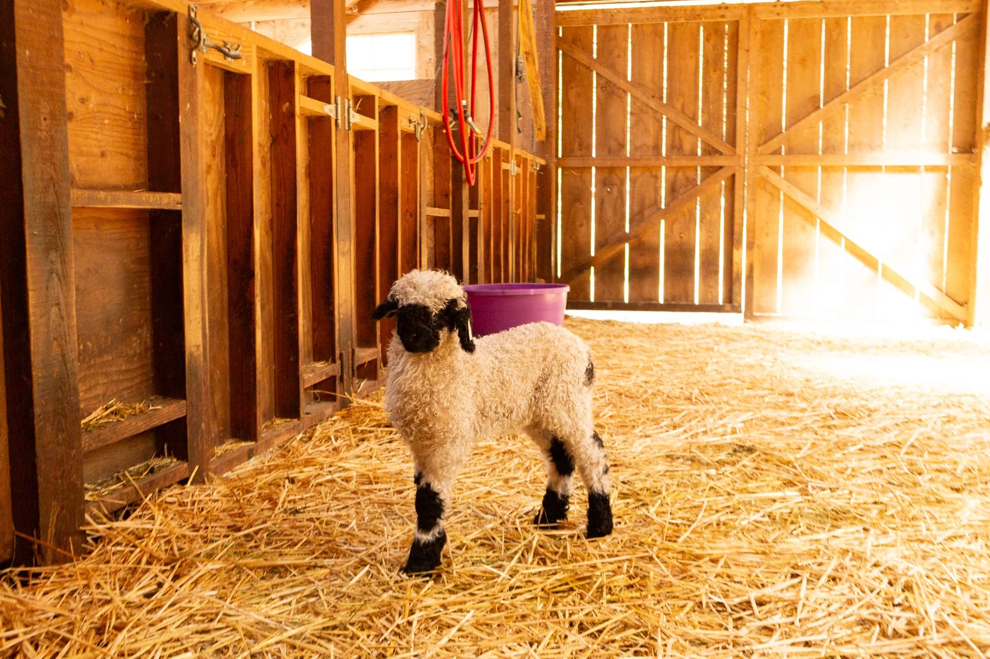 877_Flossy_Ewe-Lamb_PV_2026-3.jpg