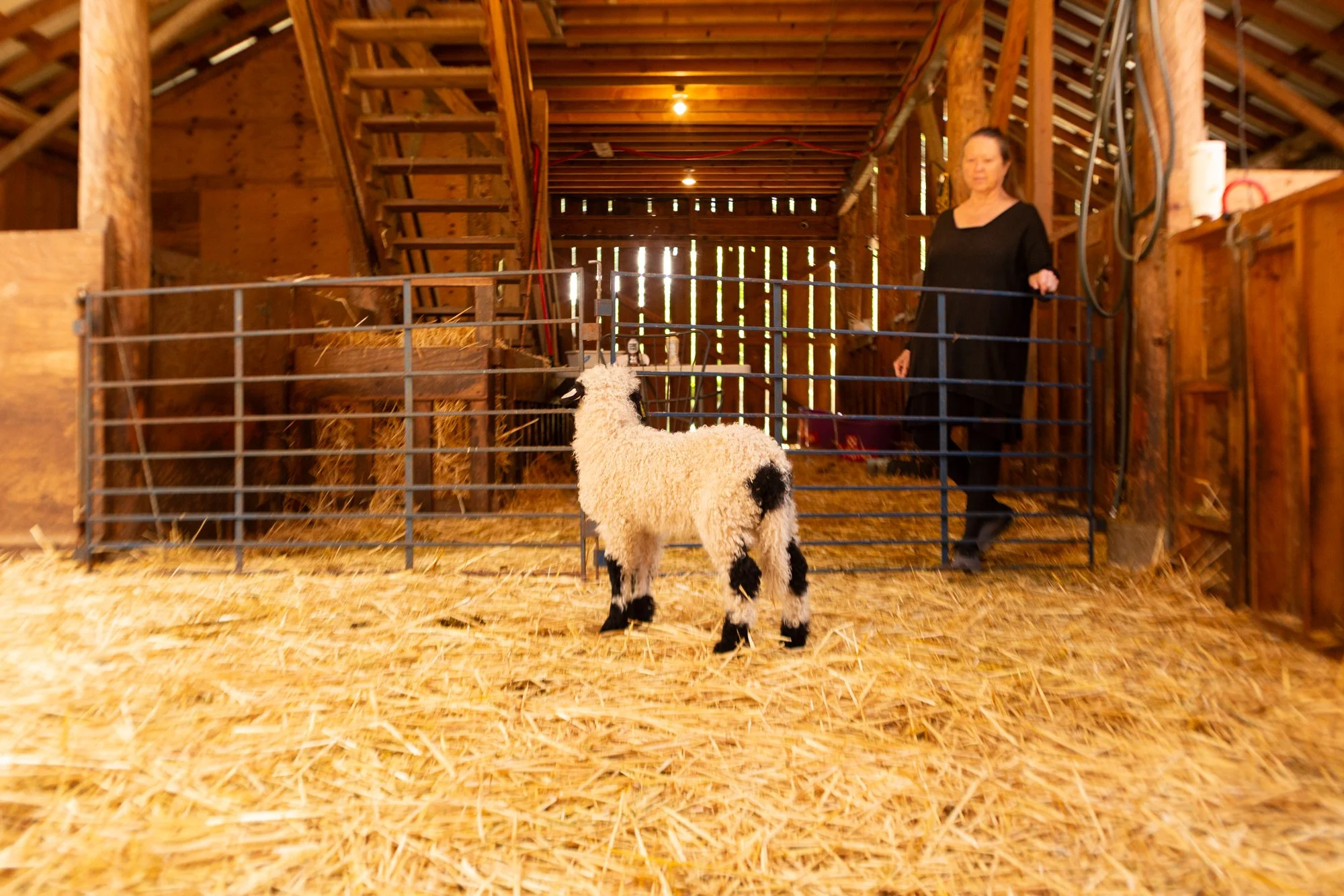 873_Fuschia_Ewe-Lamb_PV_2026-9.jpg