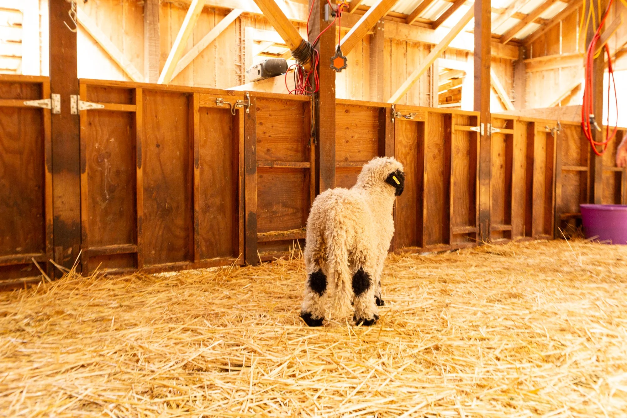 862_Felix_Ram-Lamb_PV_2026-9.jpg